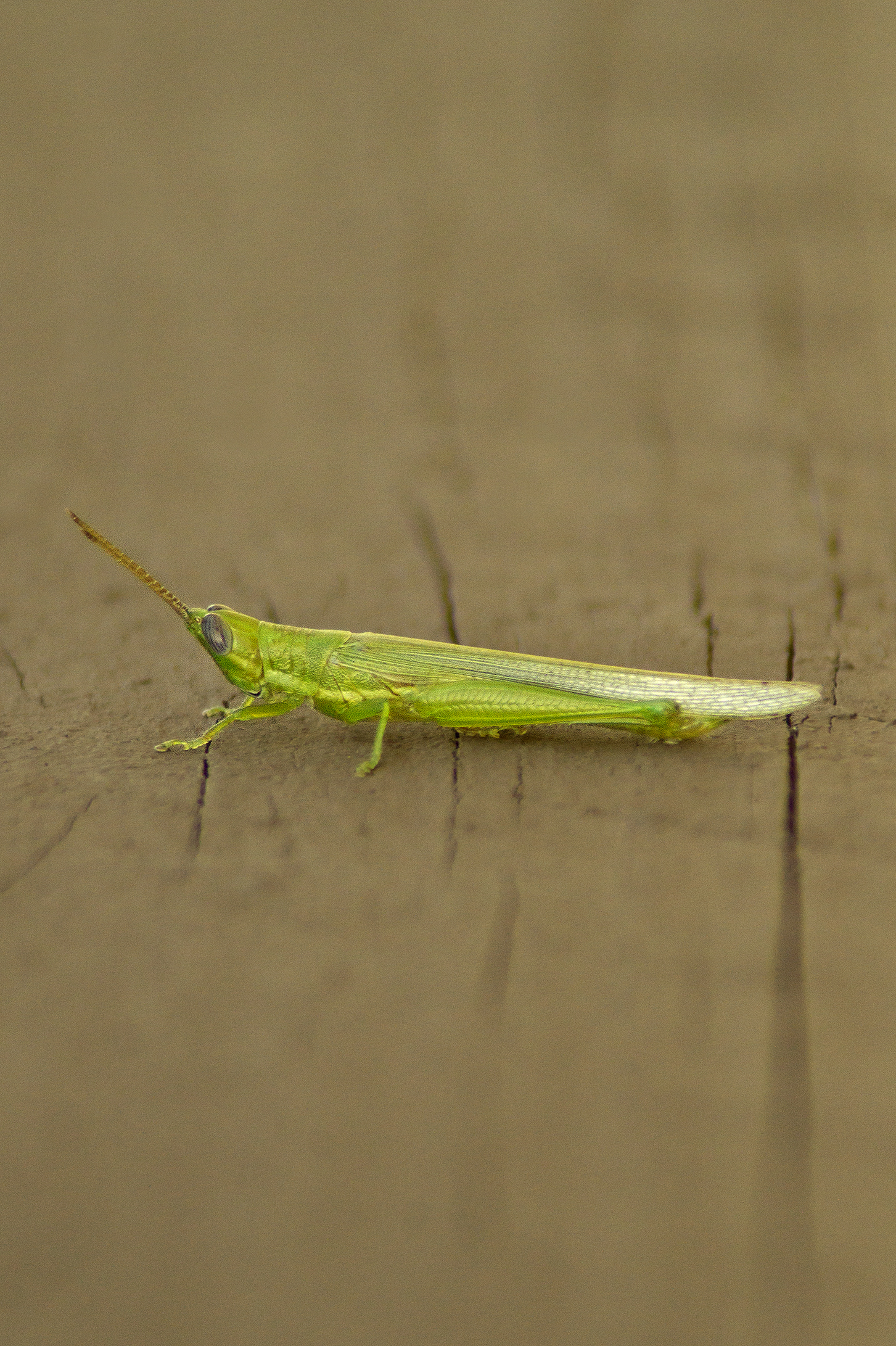 WOI0135LR.jpg