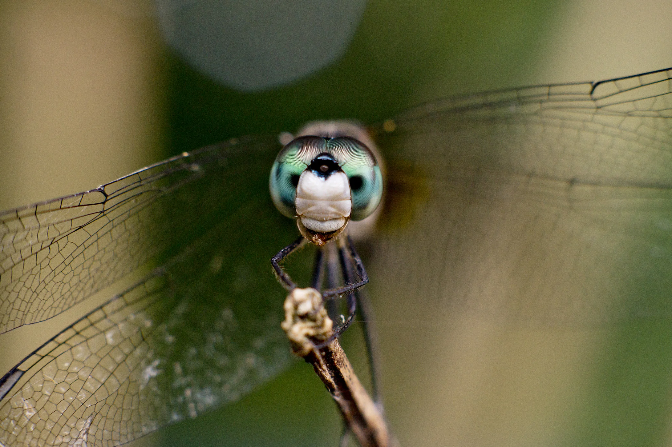 DFS0010LR.jpg