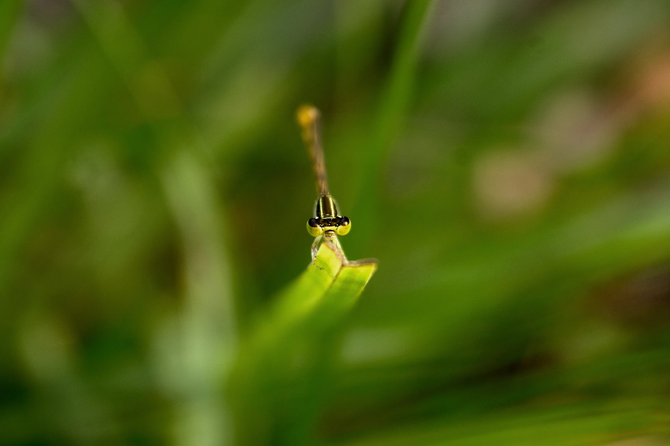 DFS0015LR.jpg