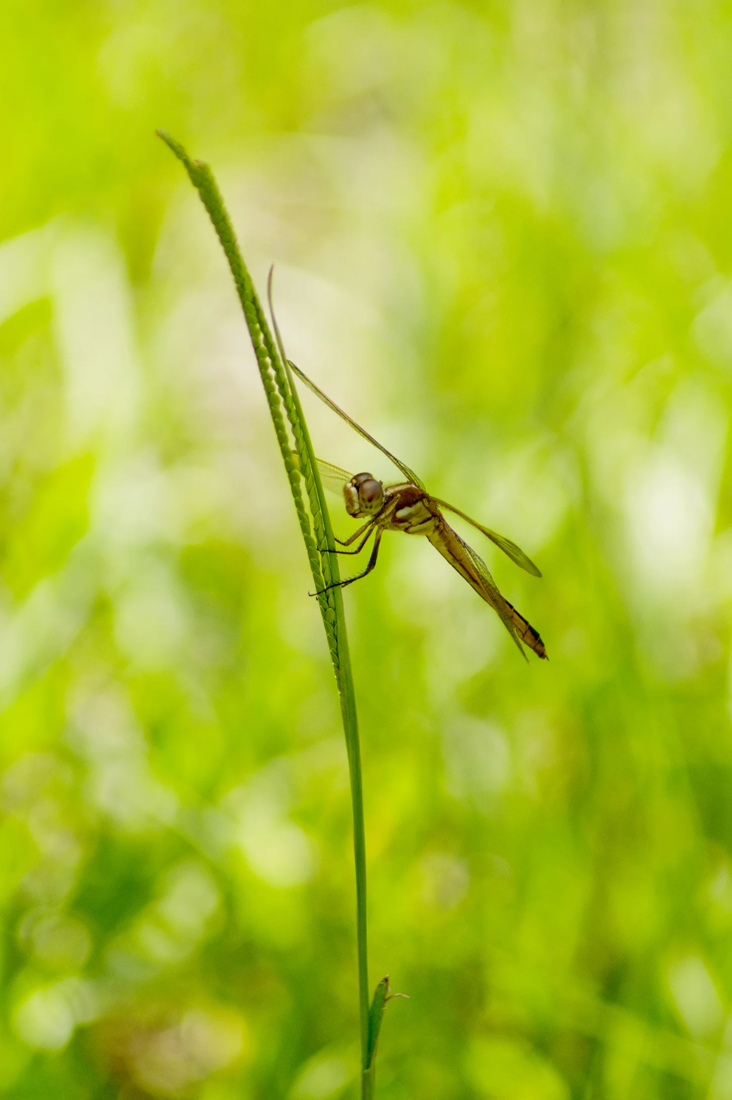 DFS0018LR.jpg