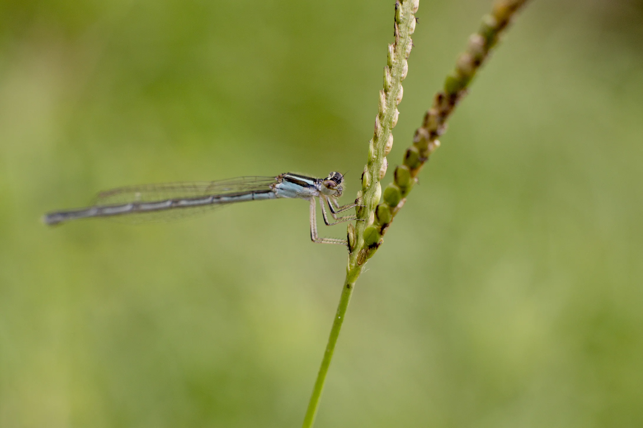 DFS0020LR.jpg