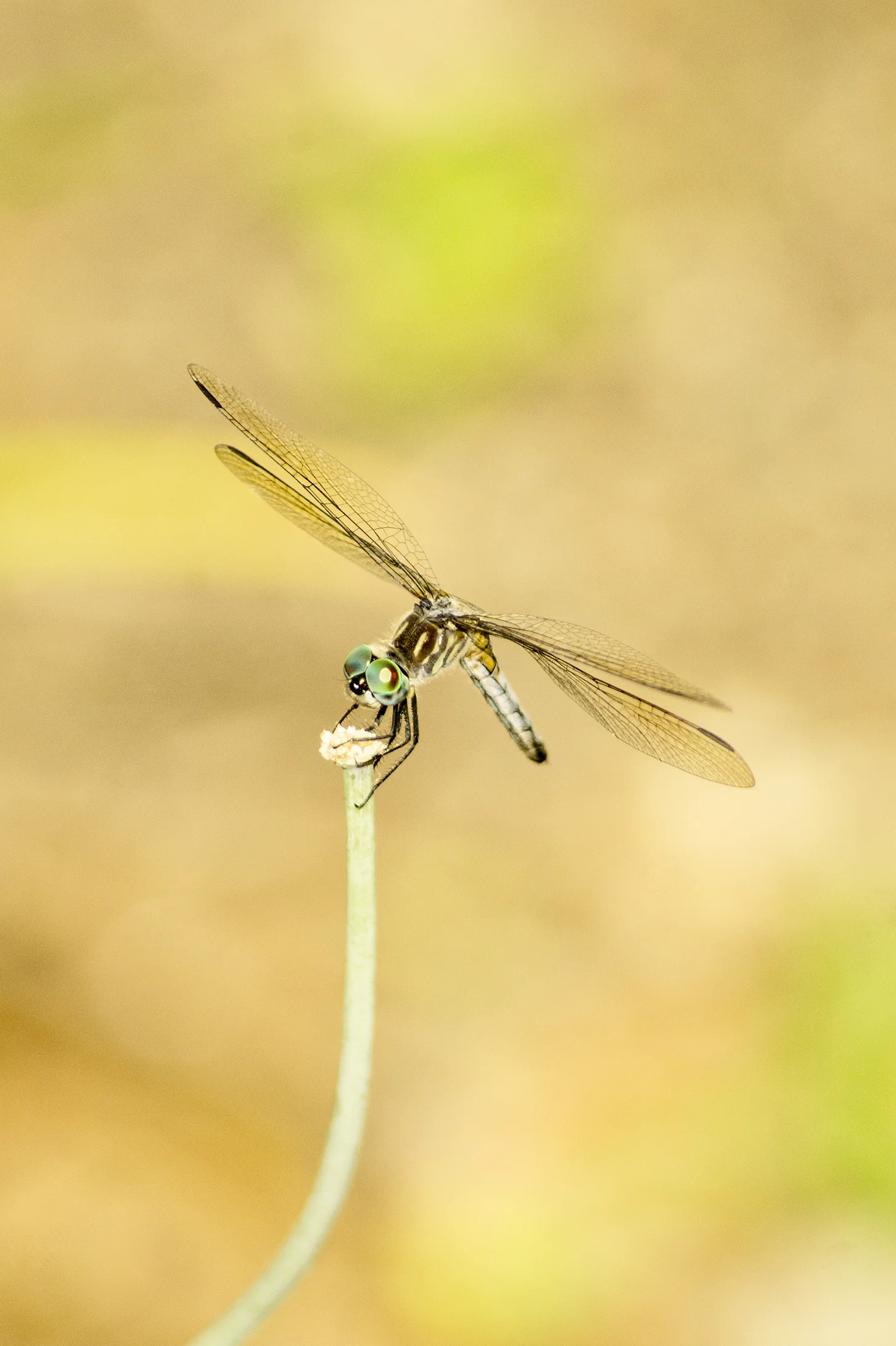 DFS0029LR.jpg