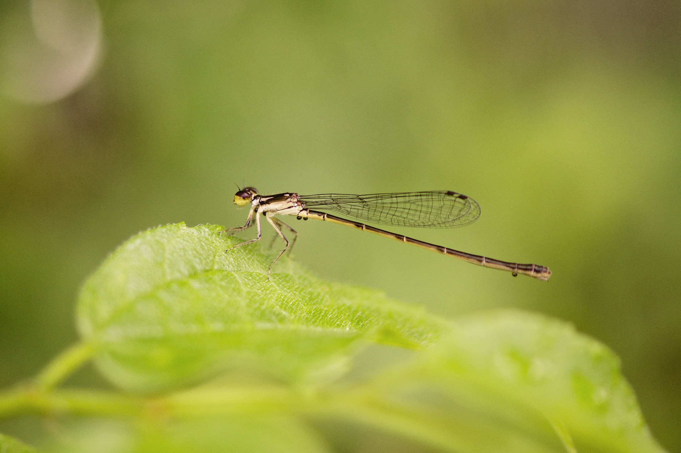 DFS0031LR.jpg