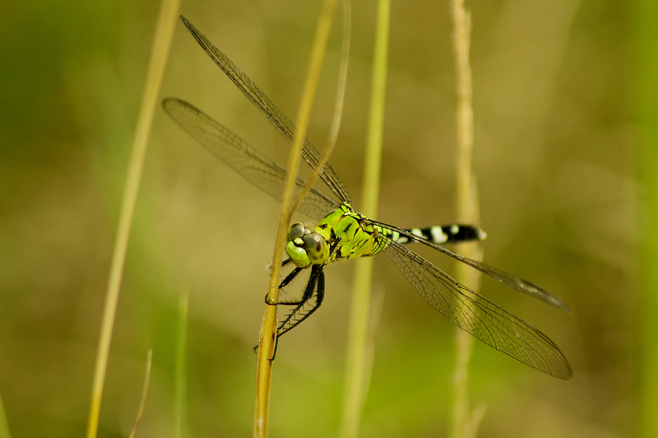 DFS0039LR.jpg