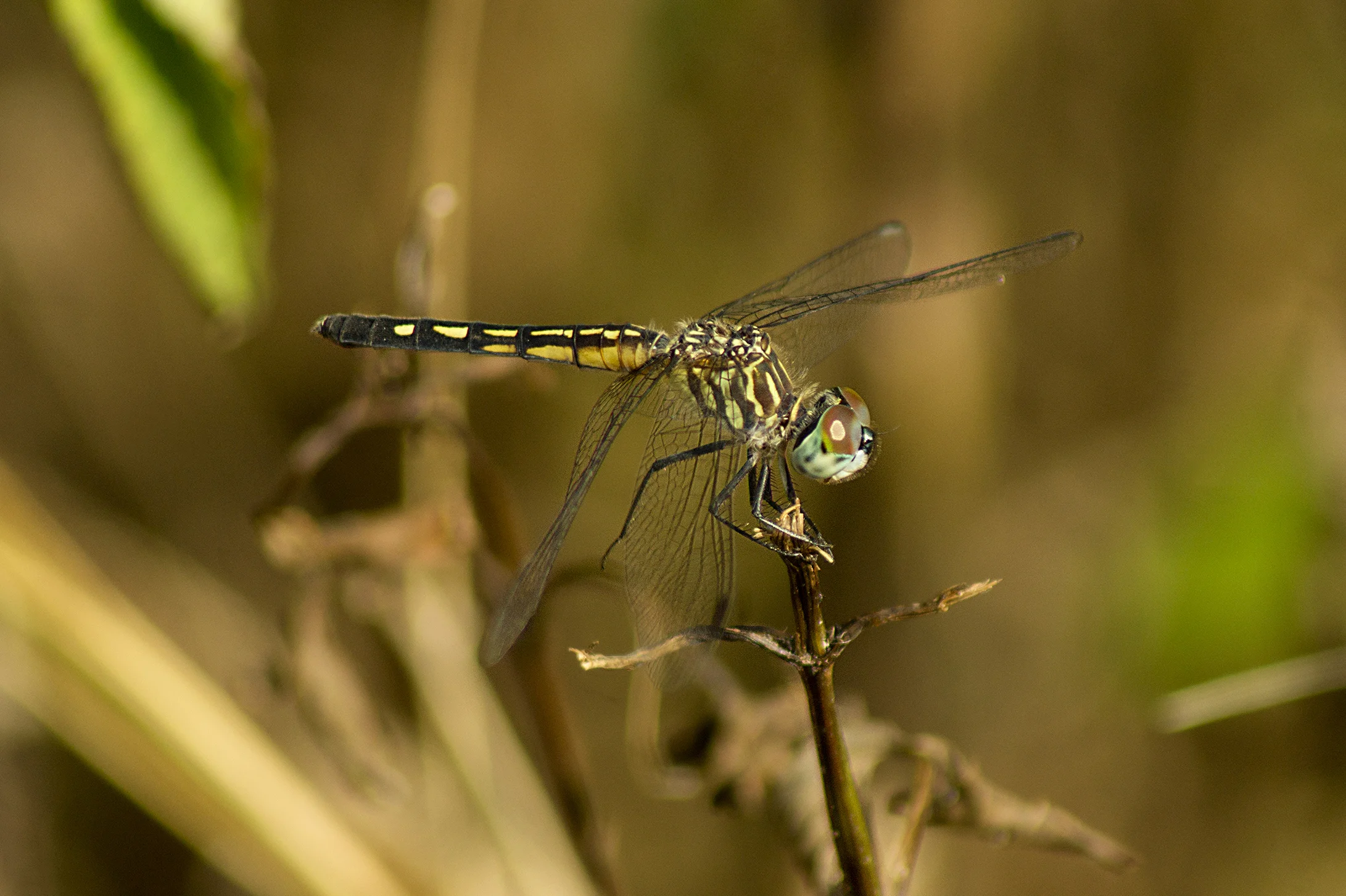 DFS0043LR.jpg