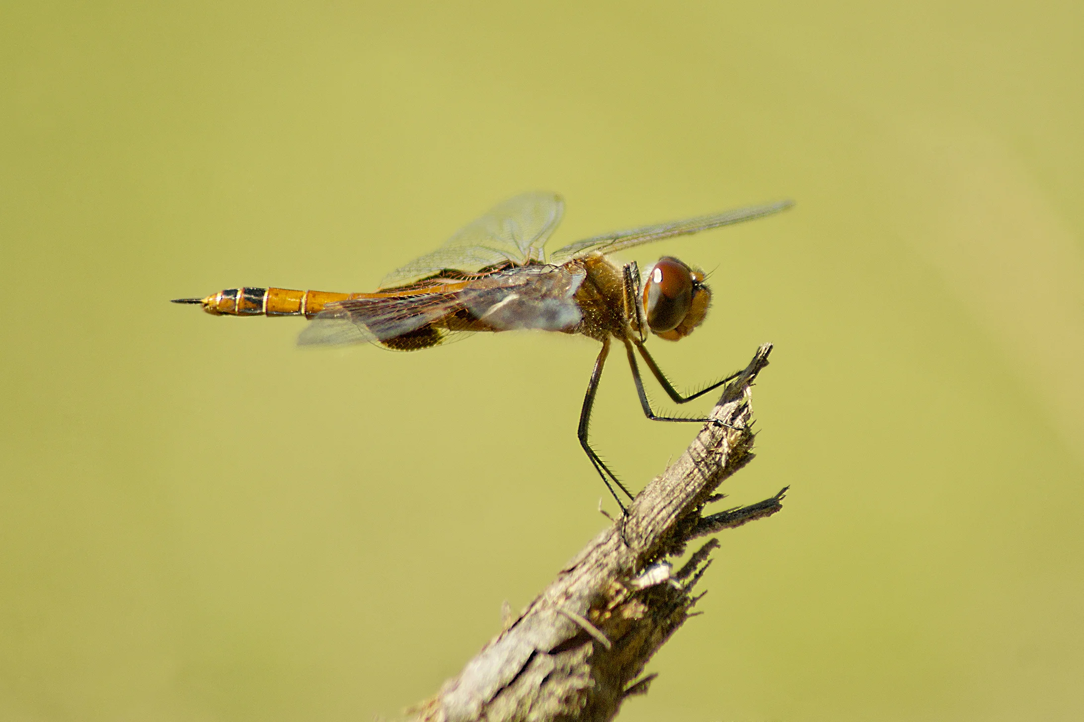 DFS0050LR.jpg