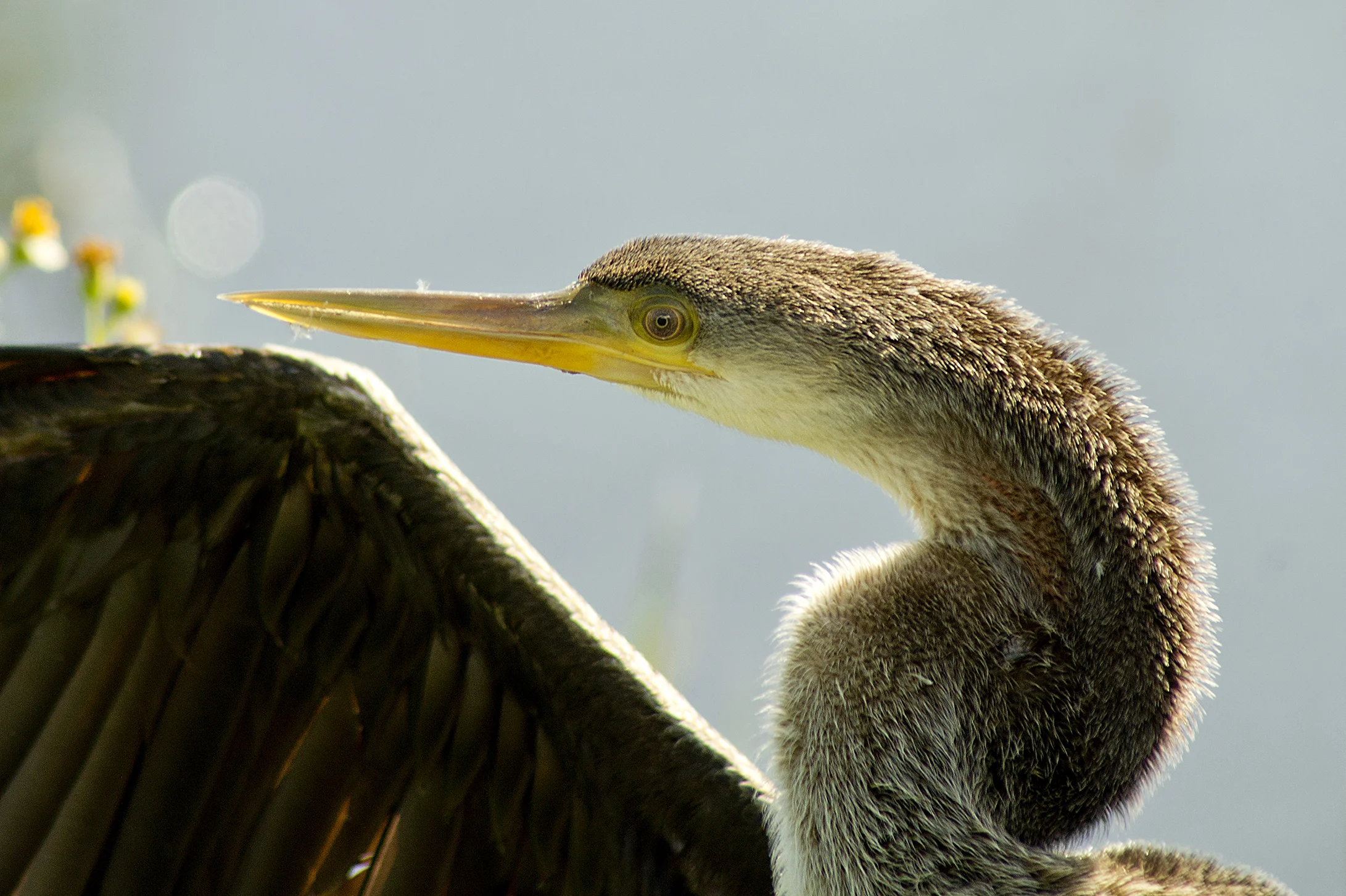 FEA0028LR.jpg