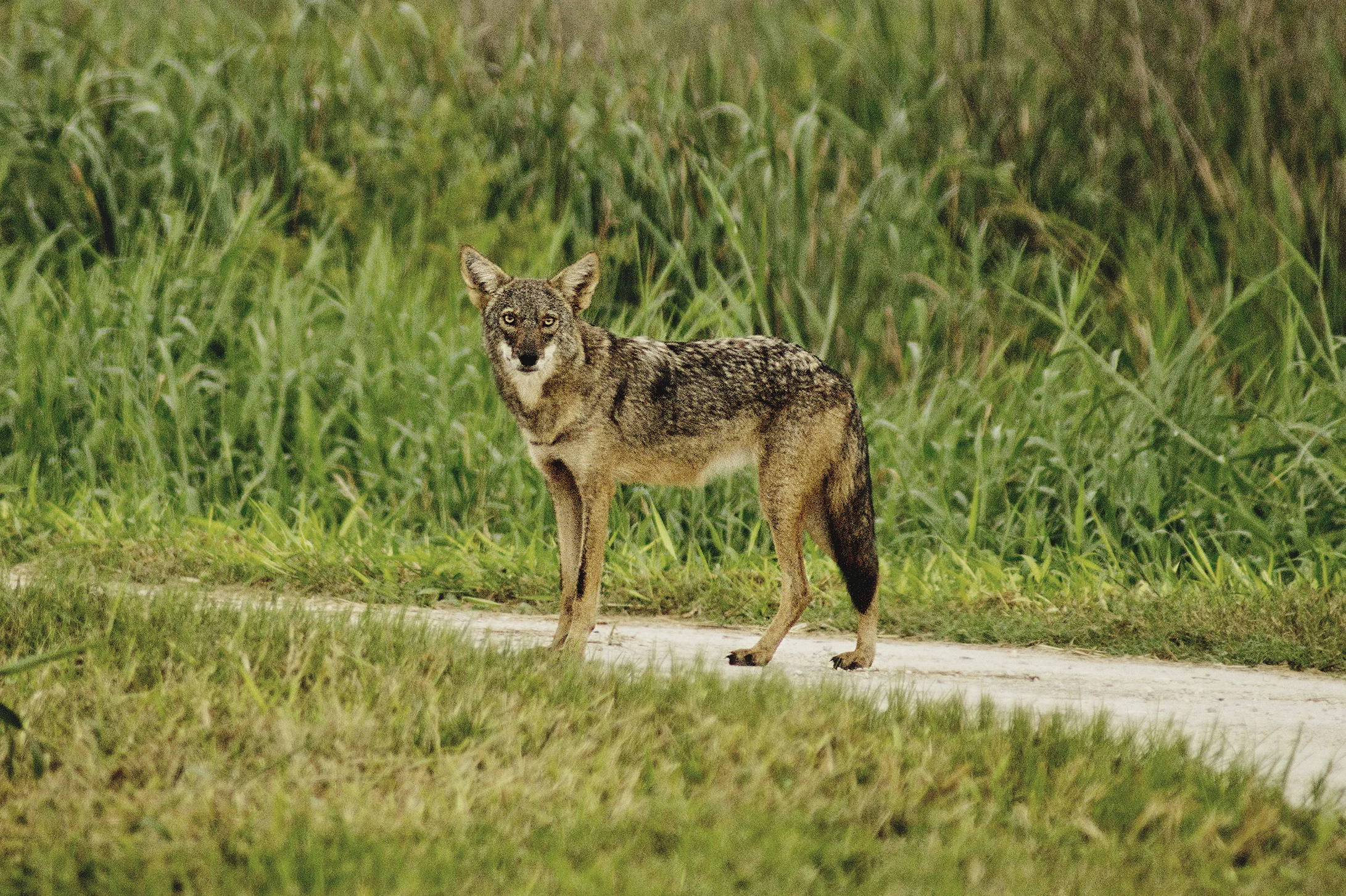 FUR0014LR.jpg