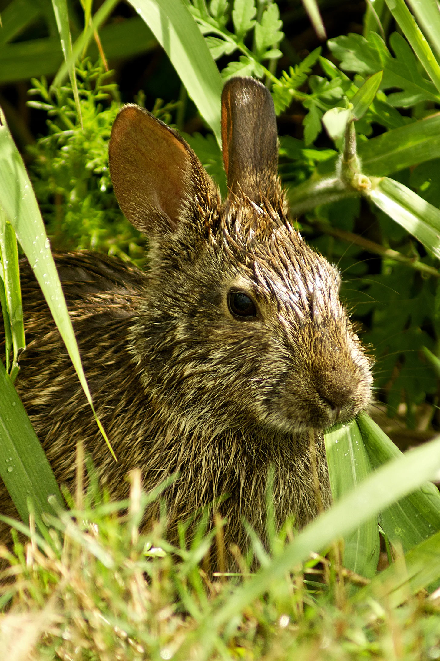 FUR0026LR.jpg