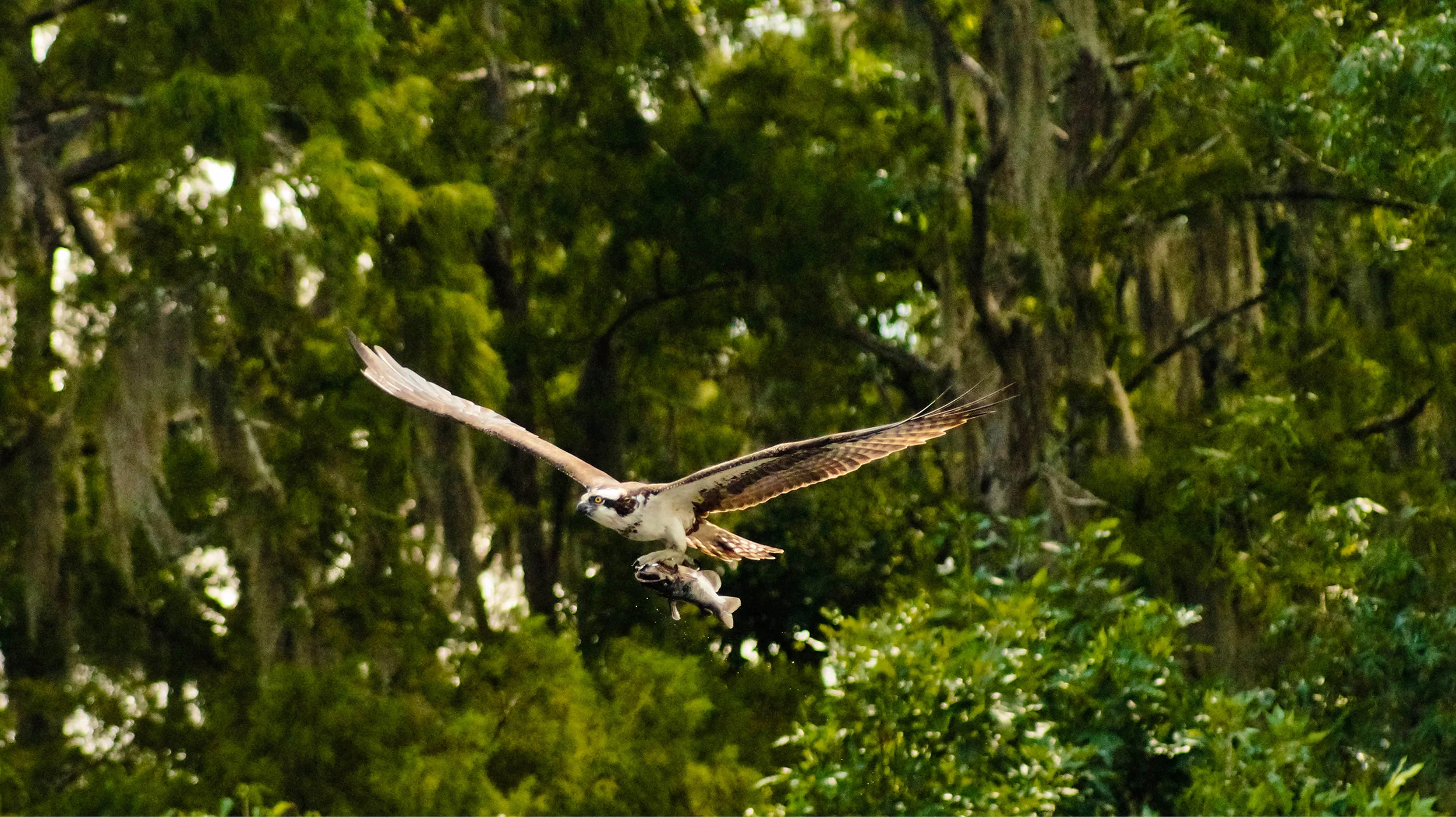 IFL0014LR.jpg