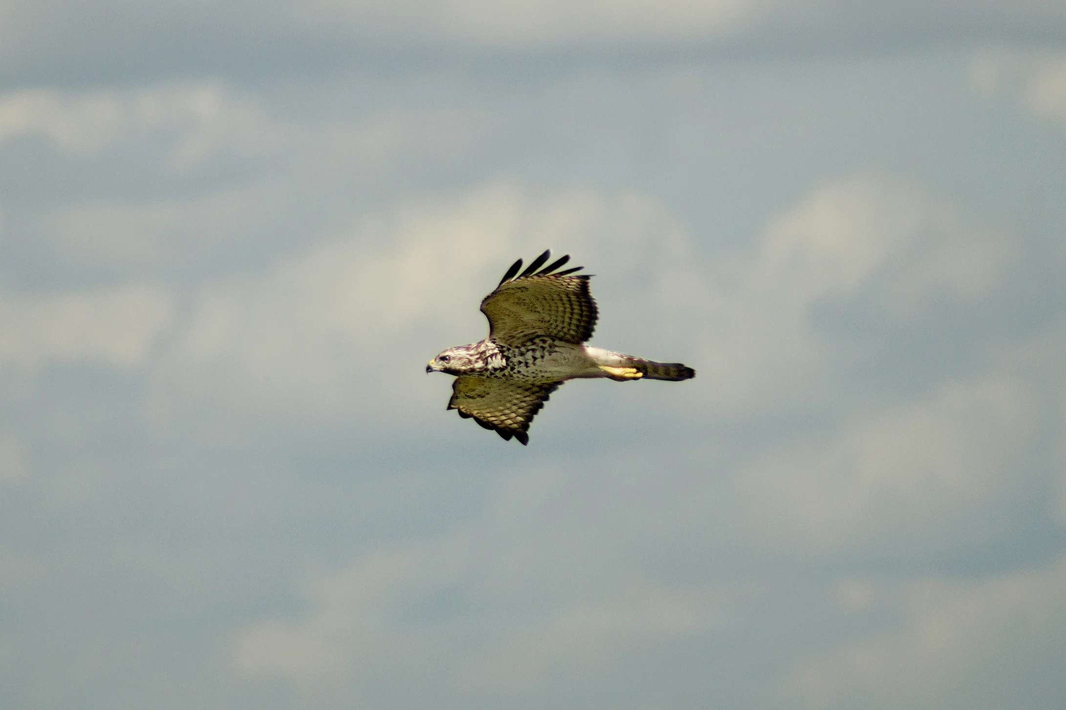 IFL0026LR.jpg