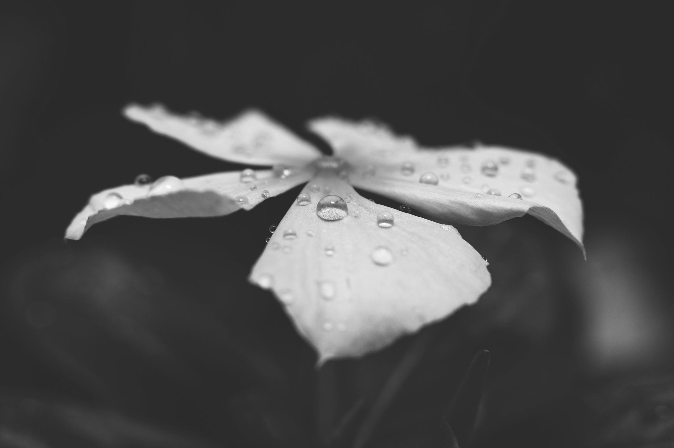 MON0020LR.jpg