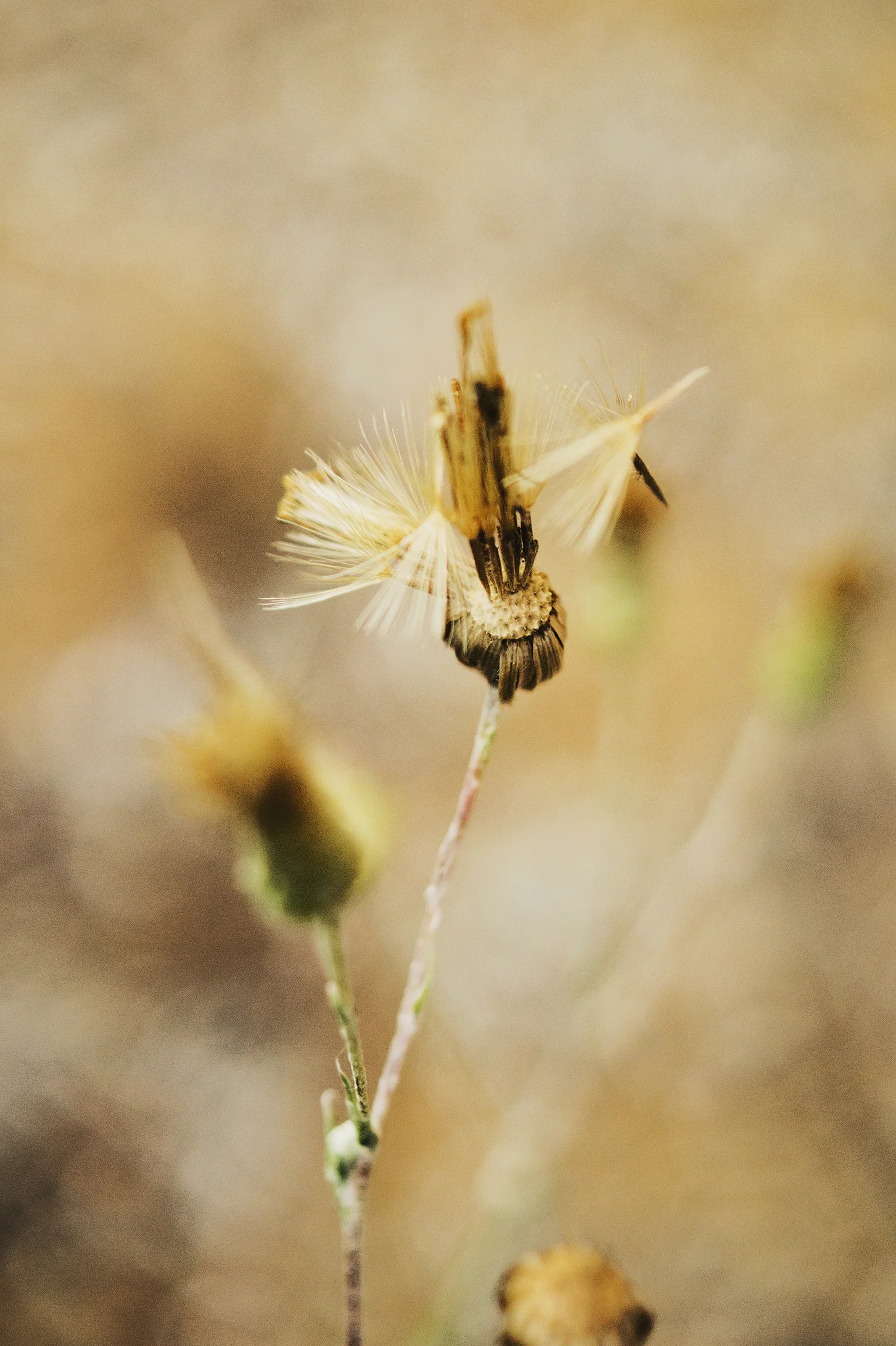 NAT0063LR.jpg