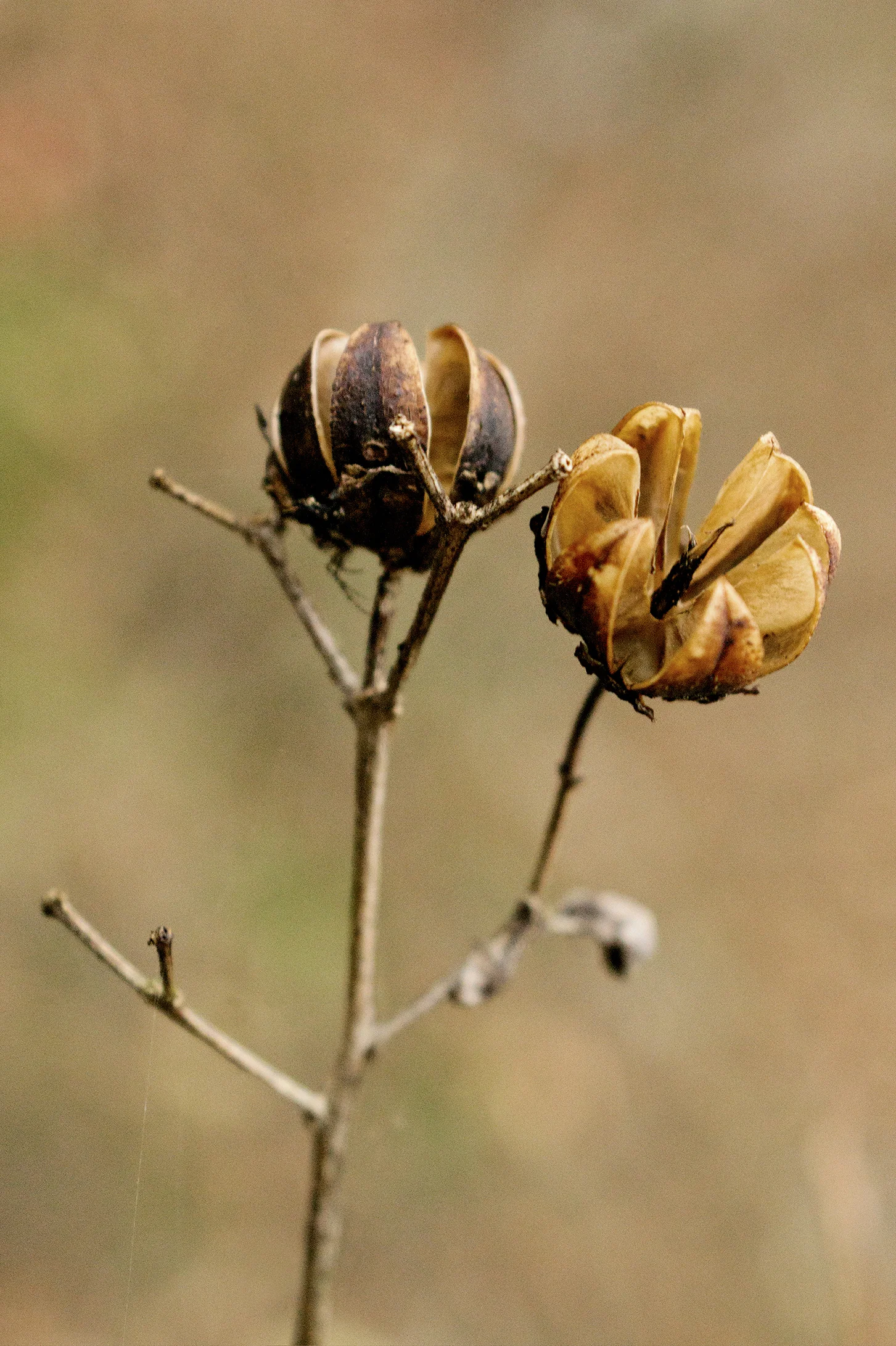 NAT0093LR.jpg