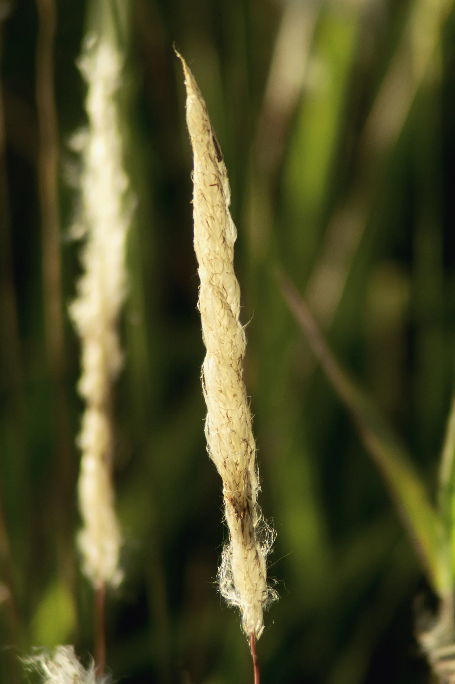 NAT0094LR.jpg