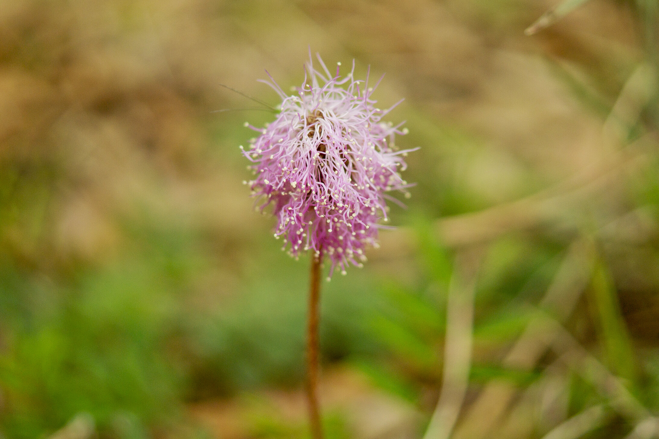 BLM0158LR.jpg