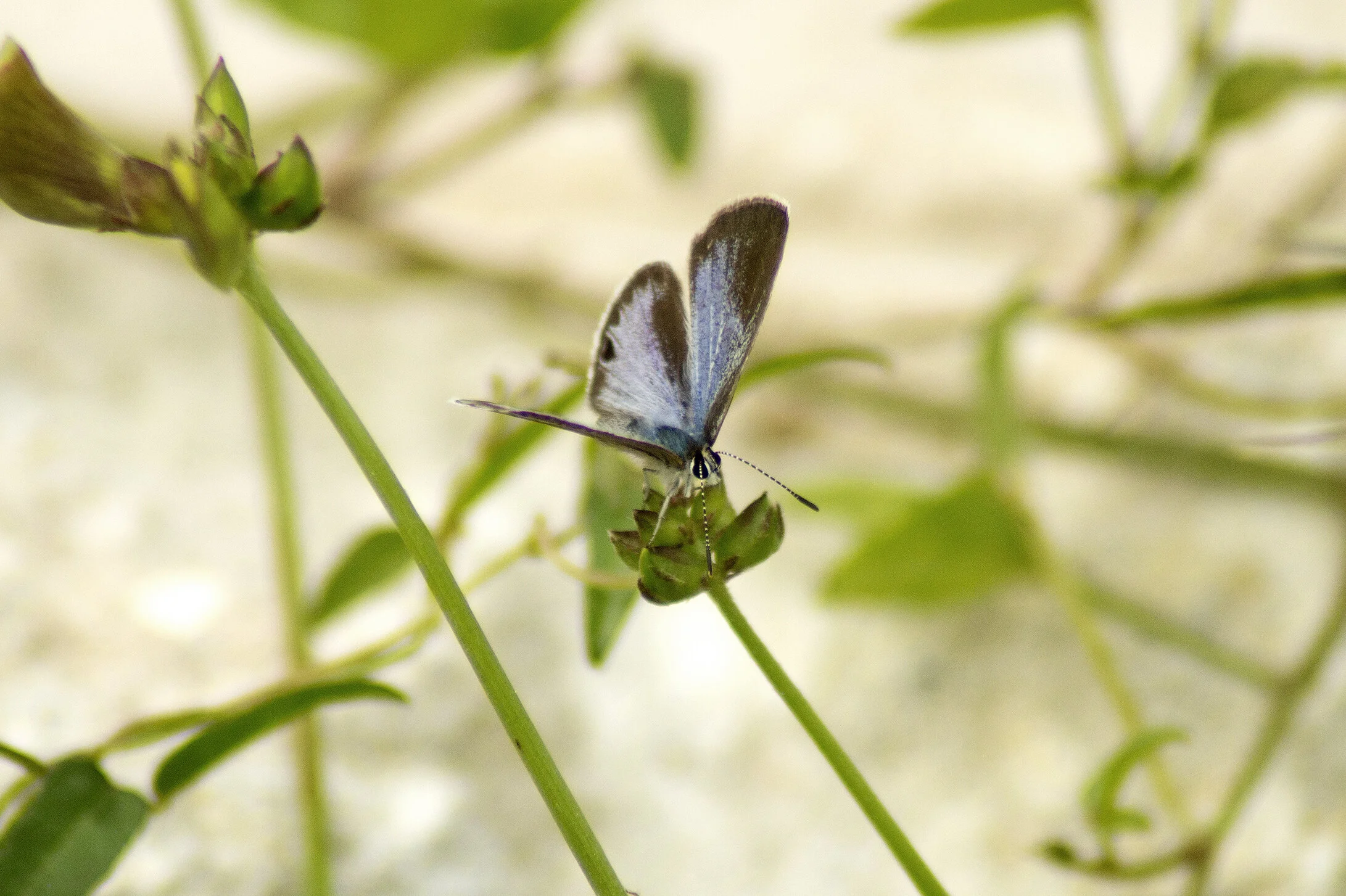 CHB0081LR.jpg