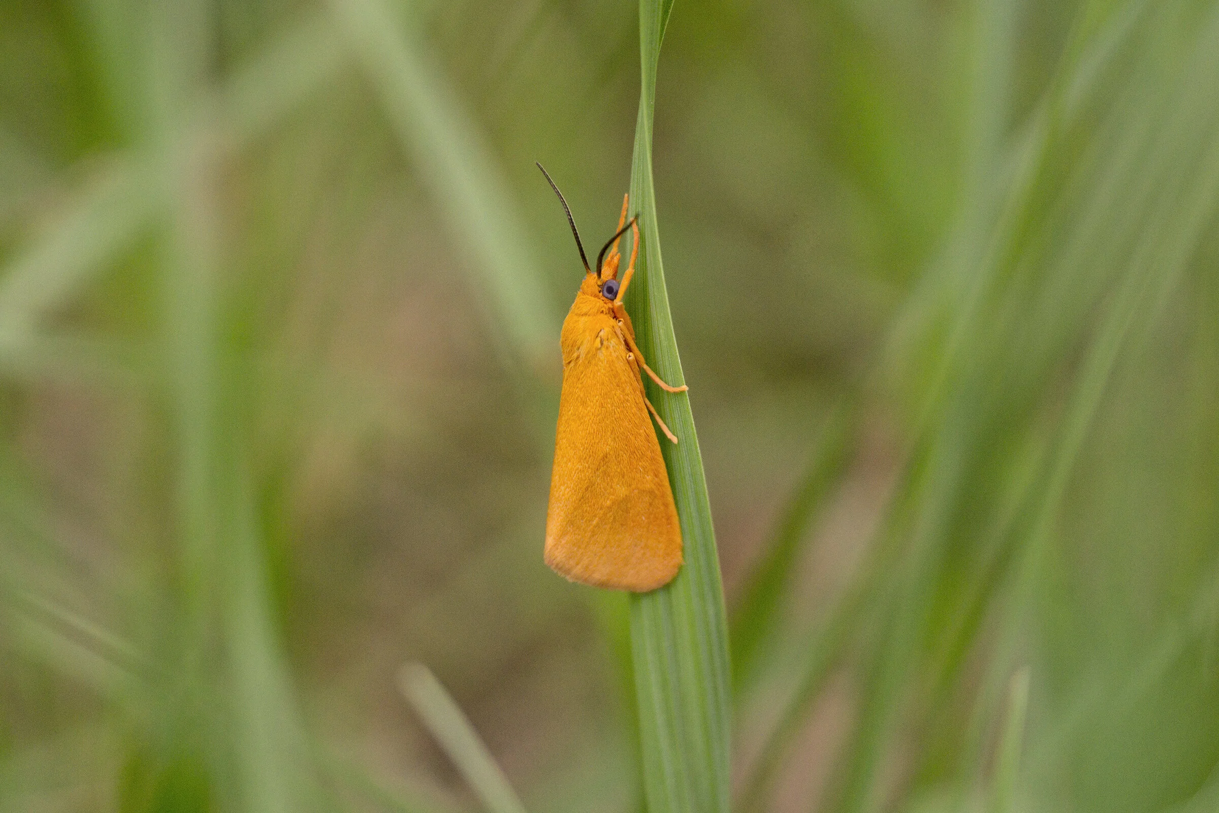 CHB0085LR.jpg