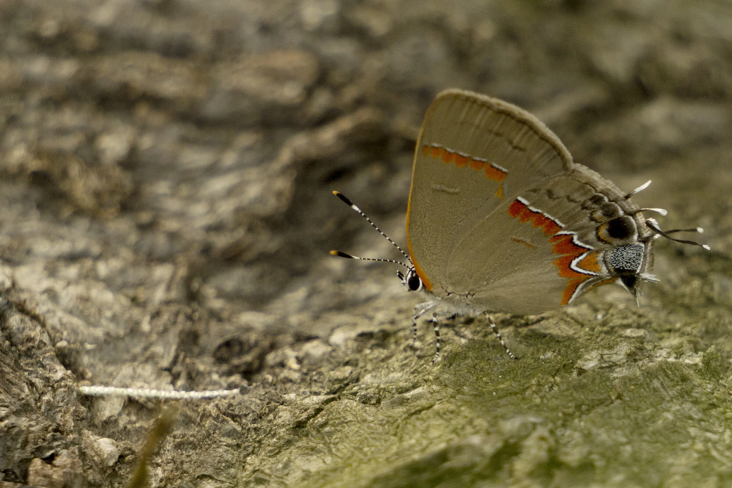 CHB0086LR.jpg