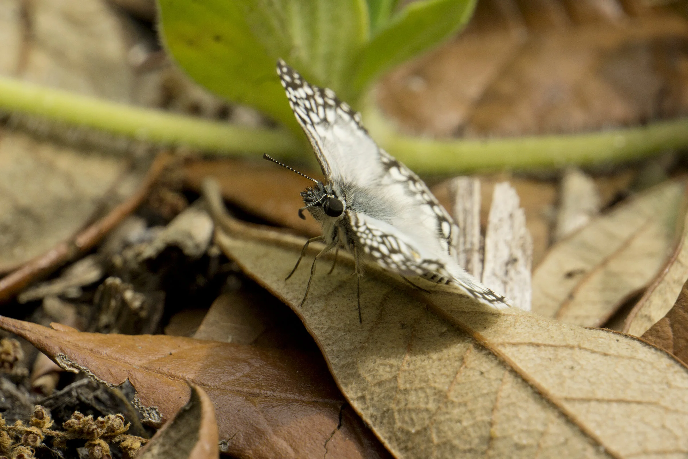 CHB0088LR.jpg