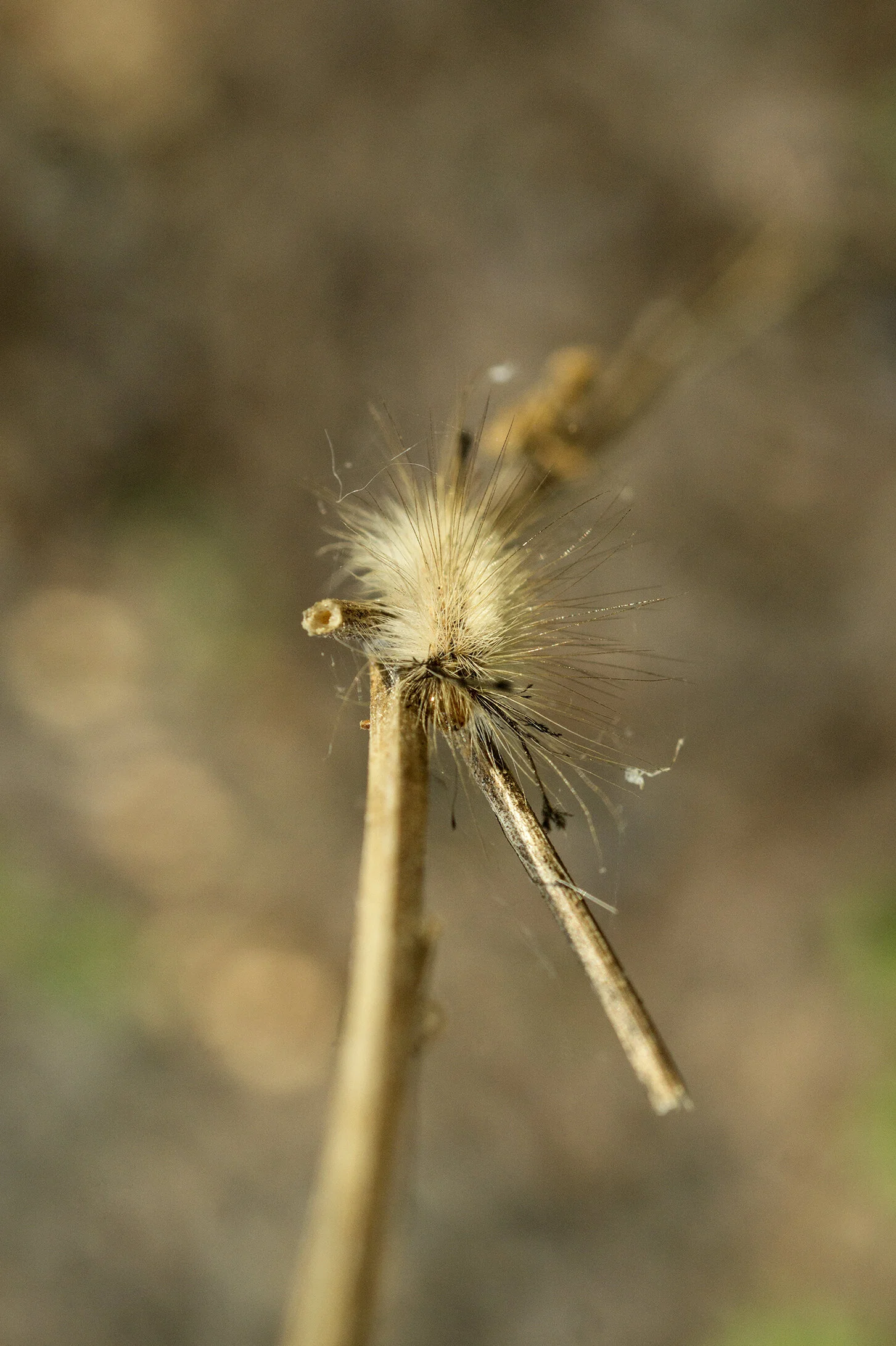 WOI0141LR.jpg
