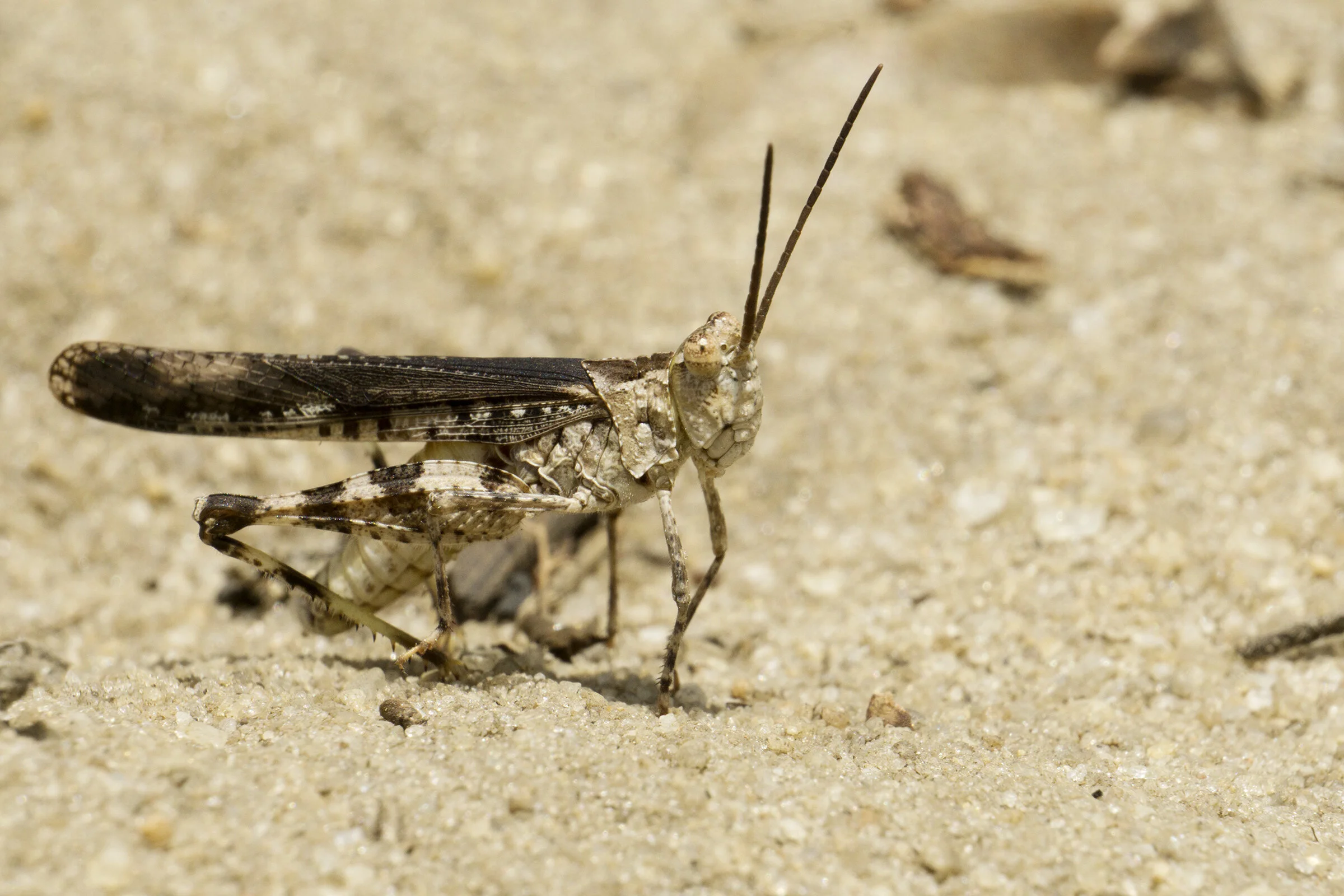 WOI0148LR.jpg