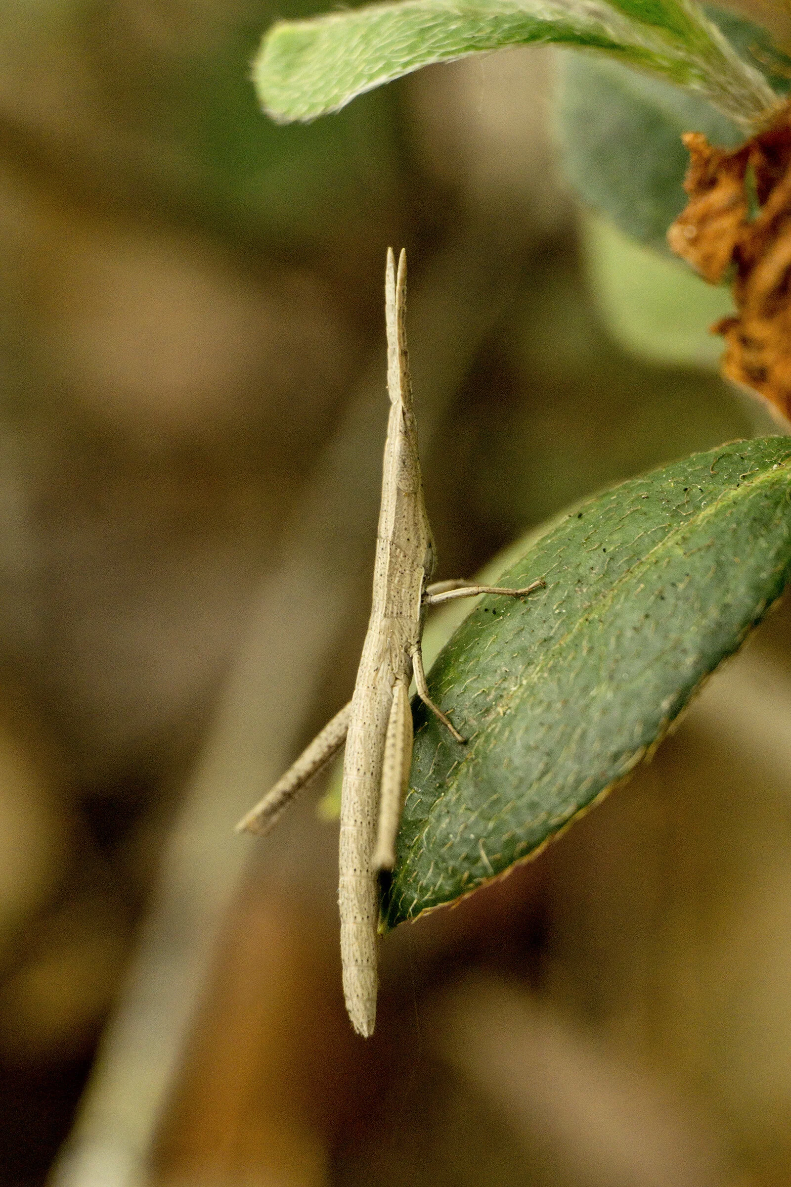 WOI0153LR.jpg