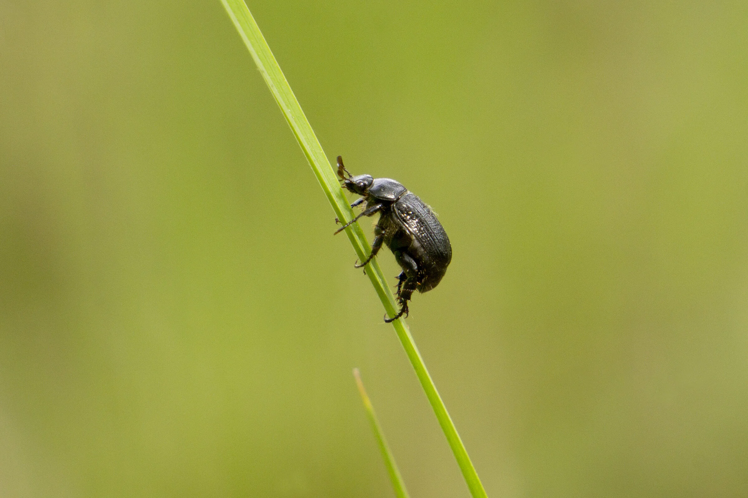 WOI0154LR.jpg