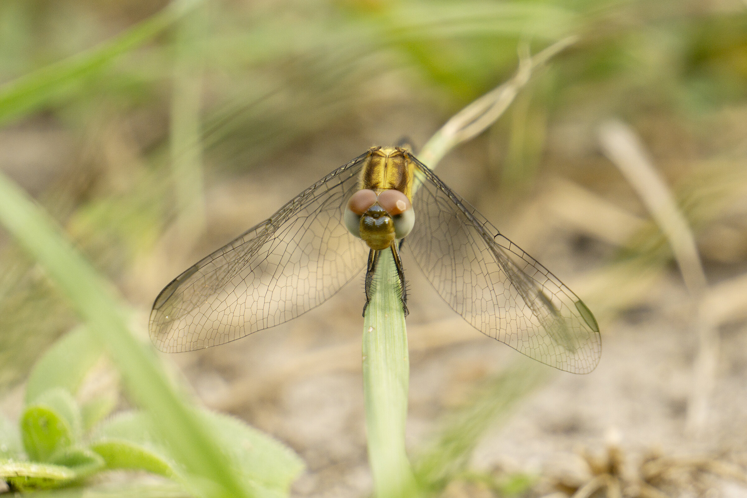 DFS0060LR.jpg
