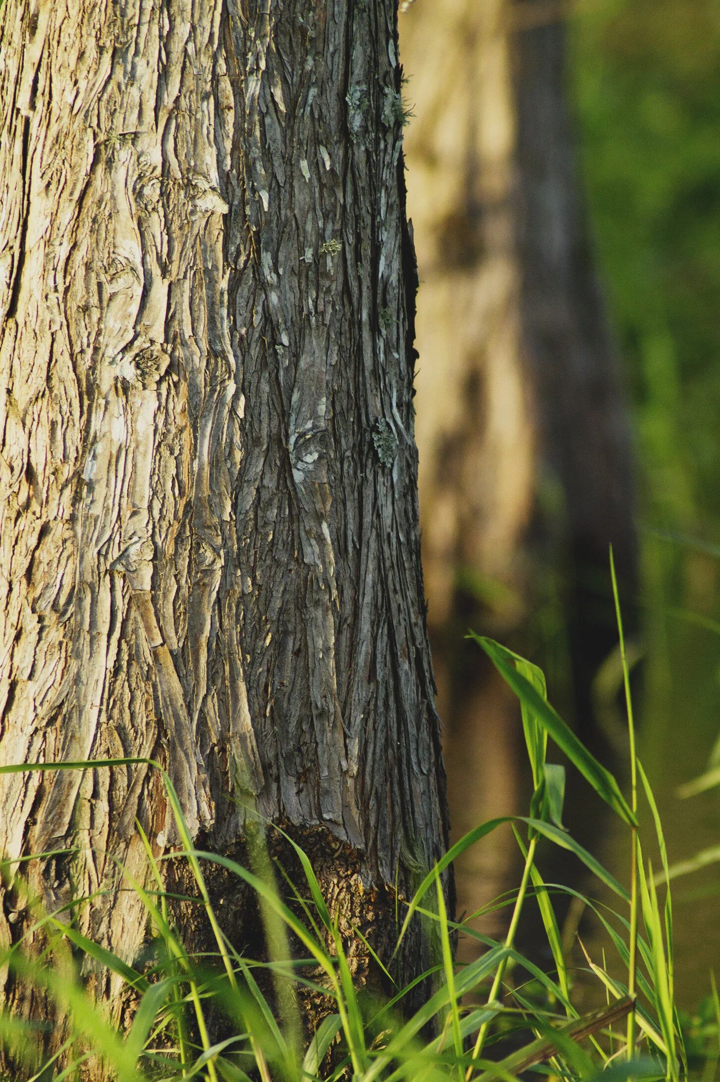 NAT0102LR.jpg