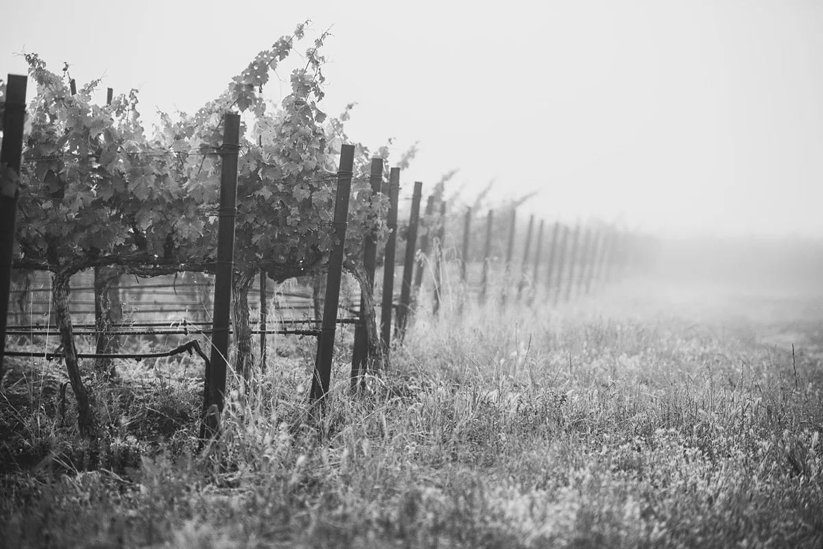 b6438-vinesinblackandwhitevinesinblackandwhite.jpg