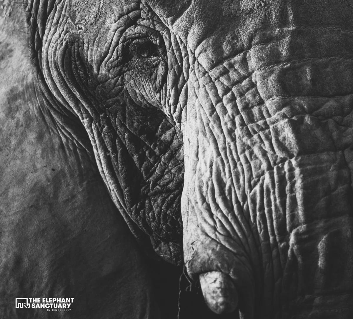 joehendricks-elephants-12.jpg