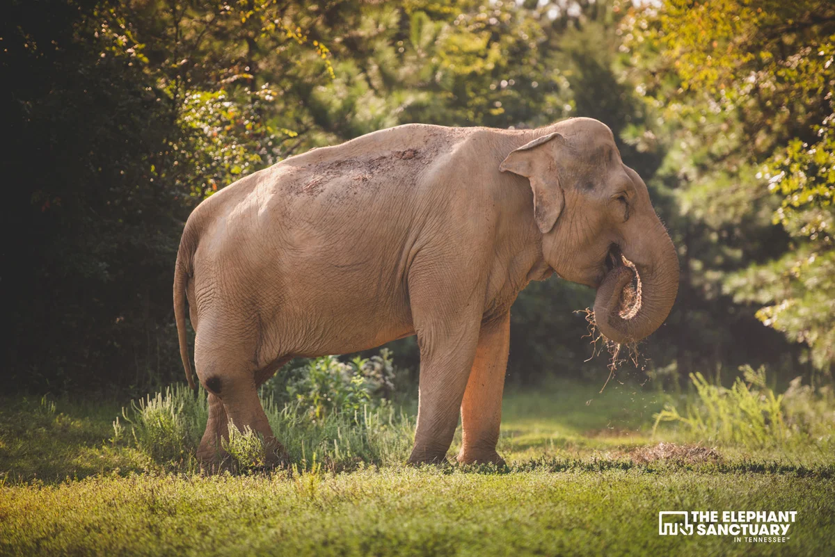 joehendricks-elephants-84.jpg