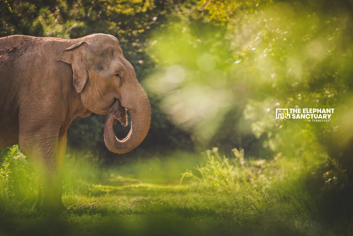joehendricks-elephants-92.jpg