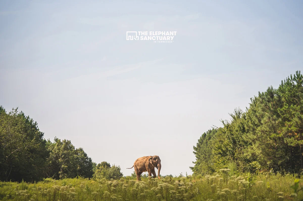 joehendricks-elephants-131.jpg