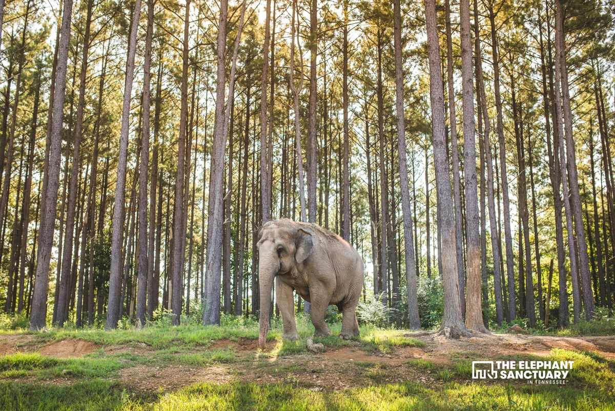 joehendricks-elephants-106.jpg