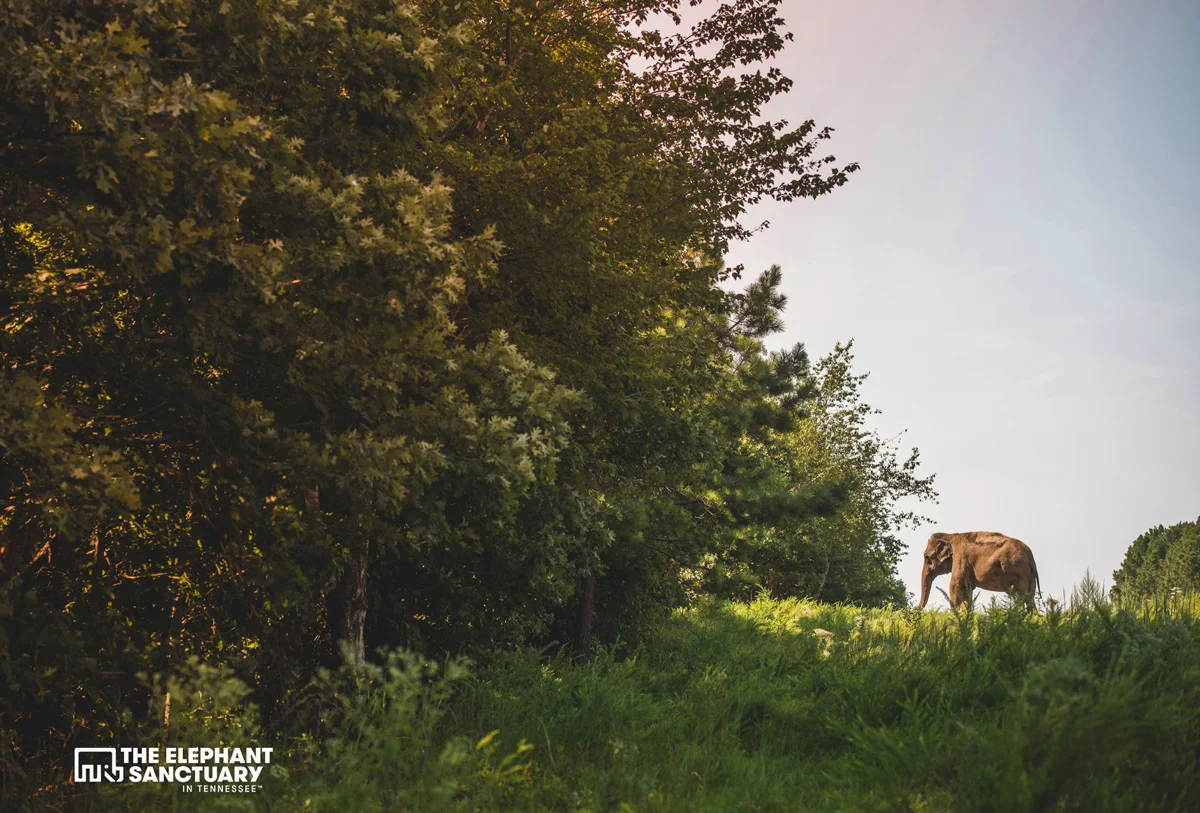 joehendricks-elephants-139.jpg