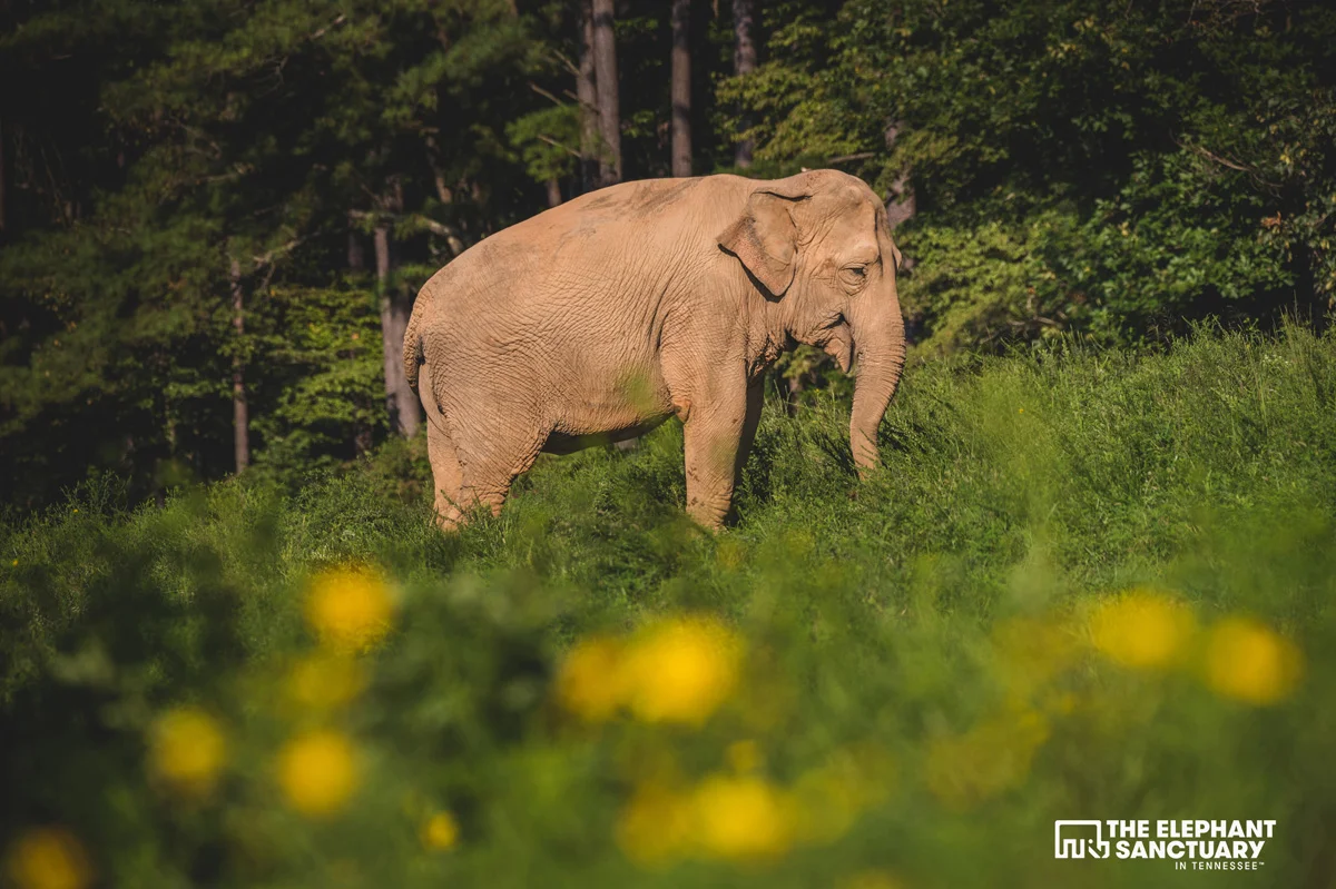 joehendricks-elephants-208.jpg