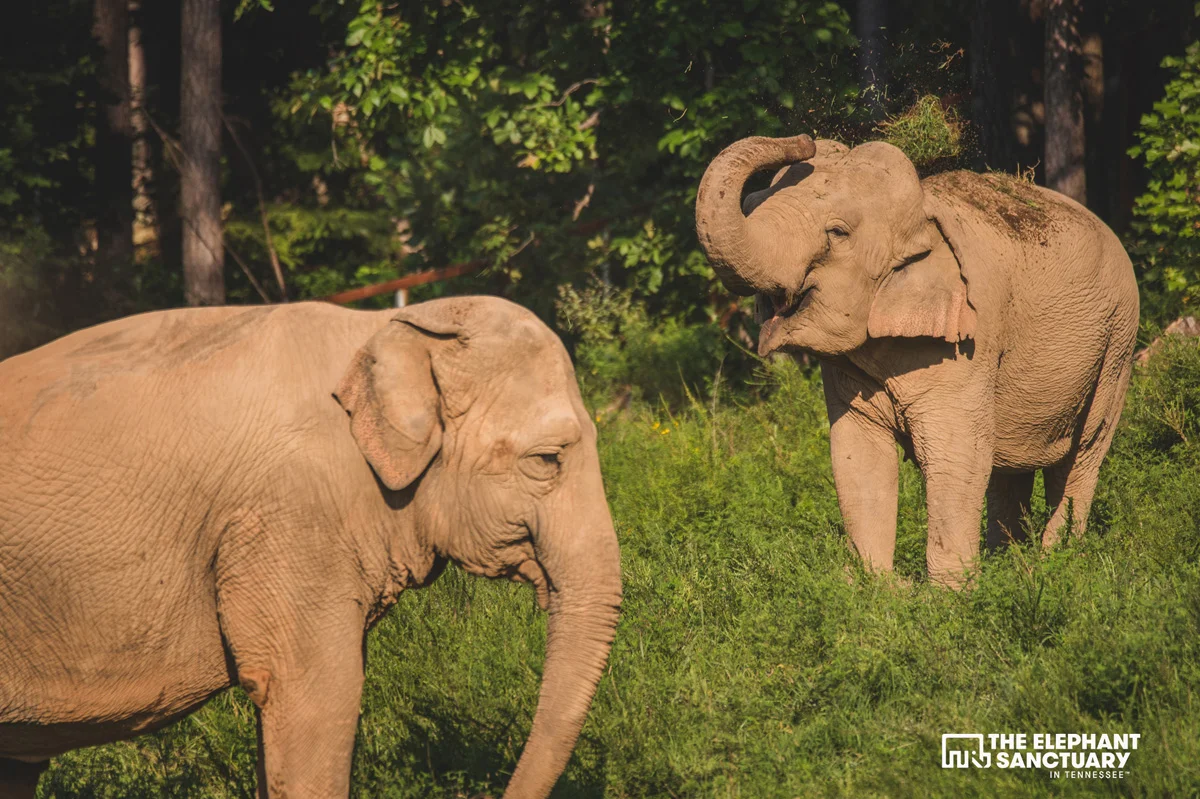 joehendricks-elephants-201.jpg