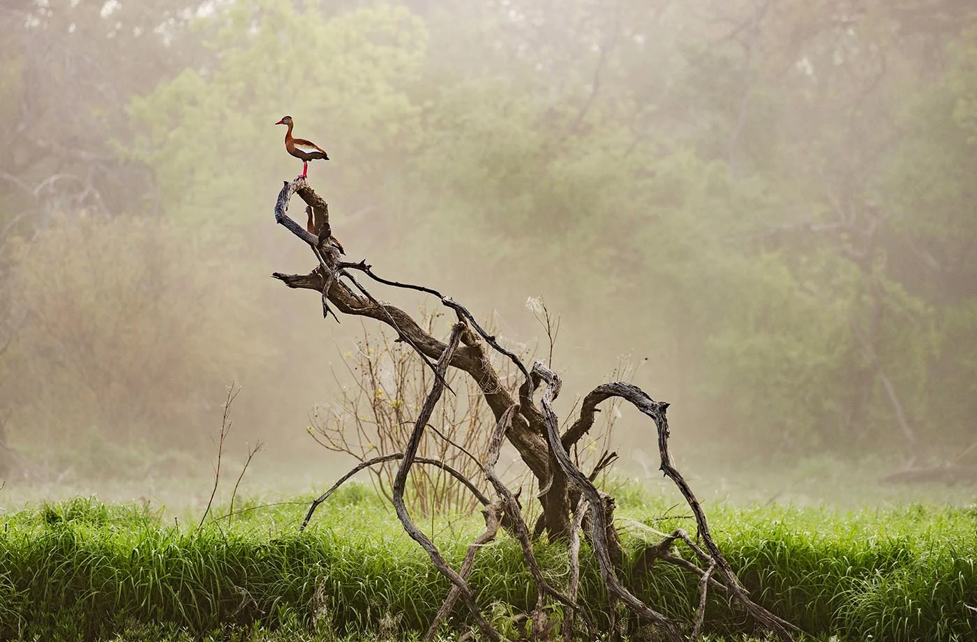 duck-on-tree-web.jpg