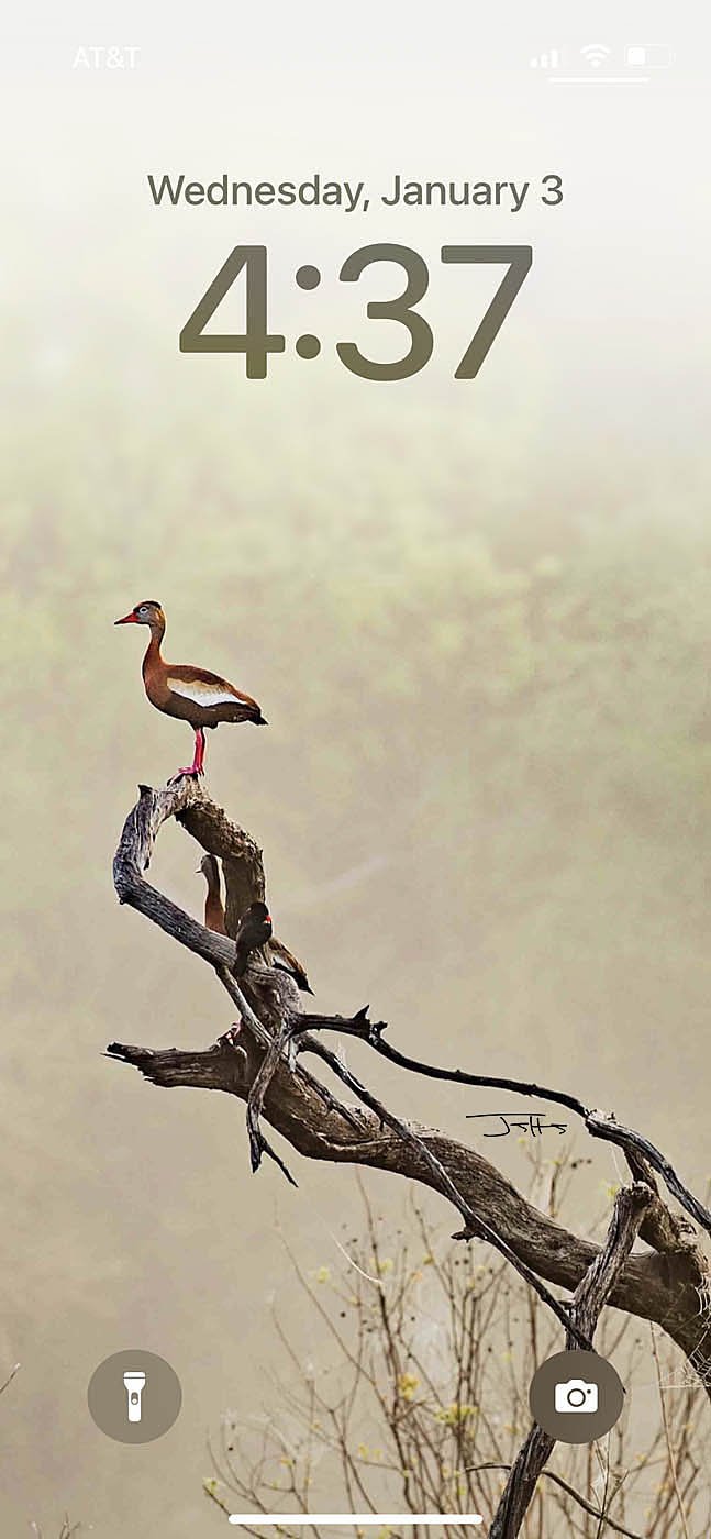 duck-on-tree-1.jpg
