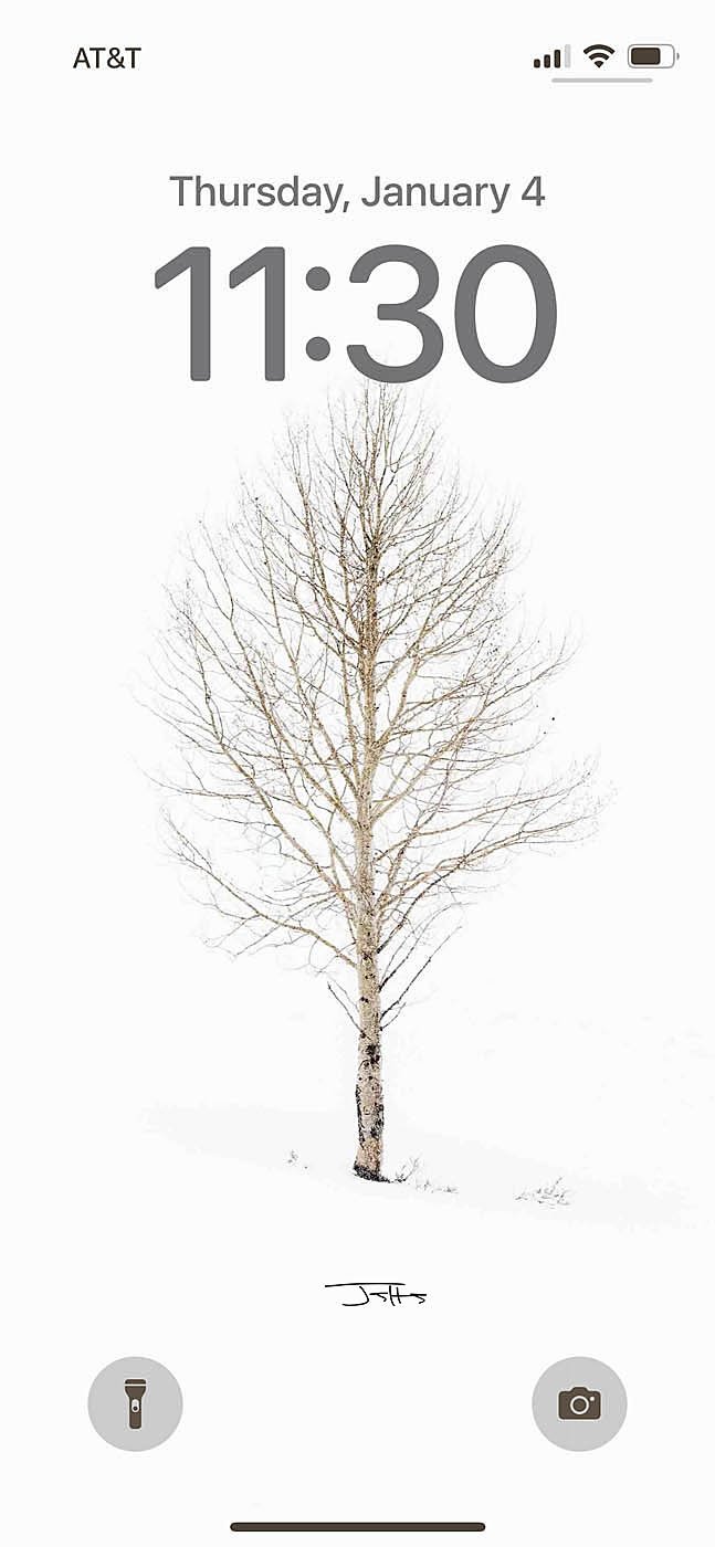 Aspen Tree in snow.jpg