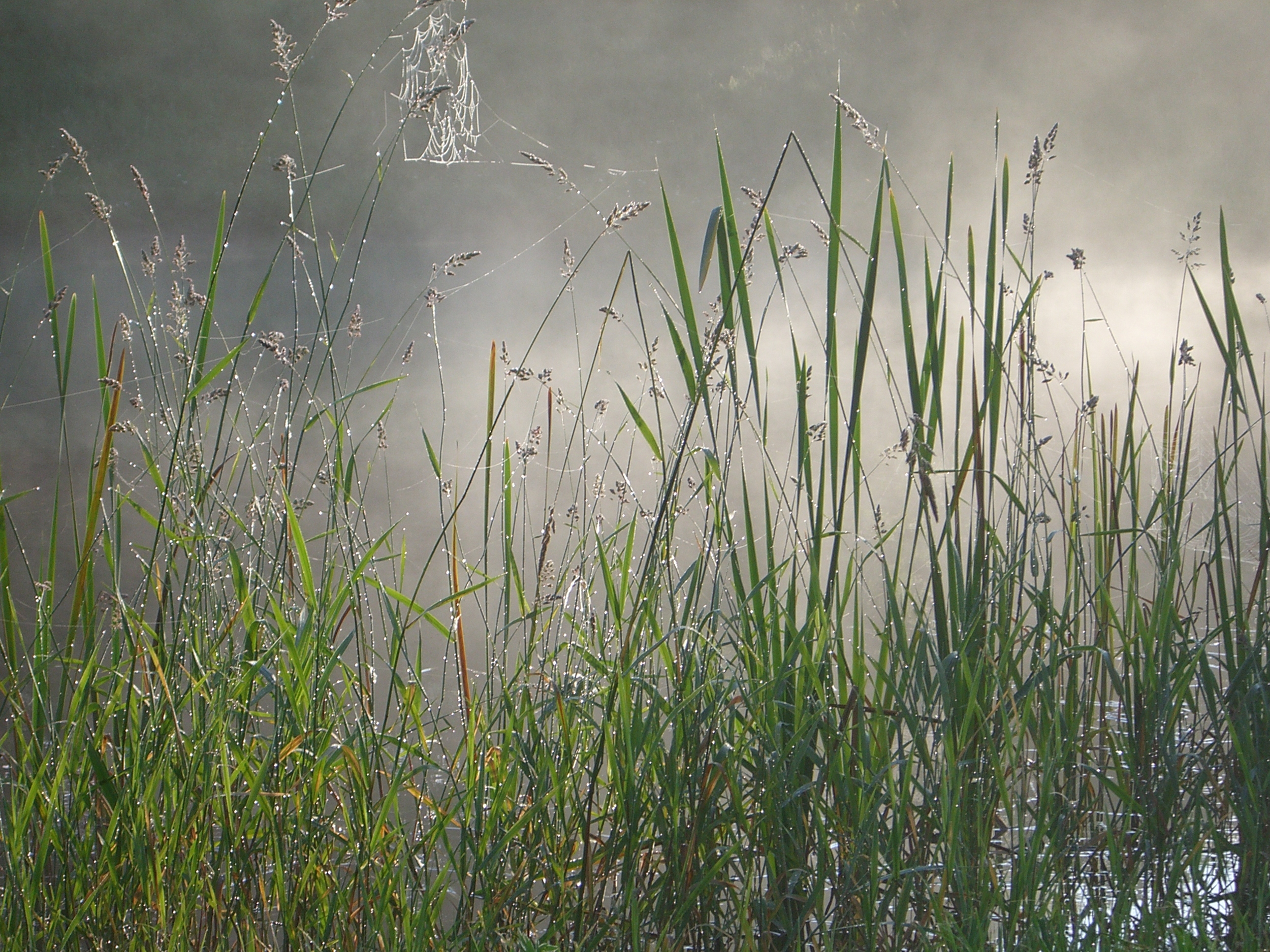 Fogspiderwebcloseup.jpg