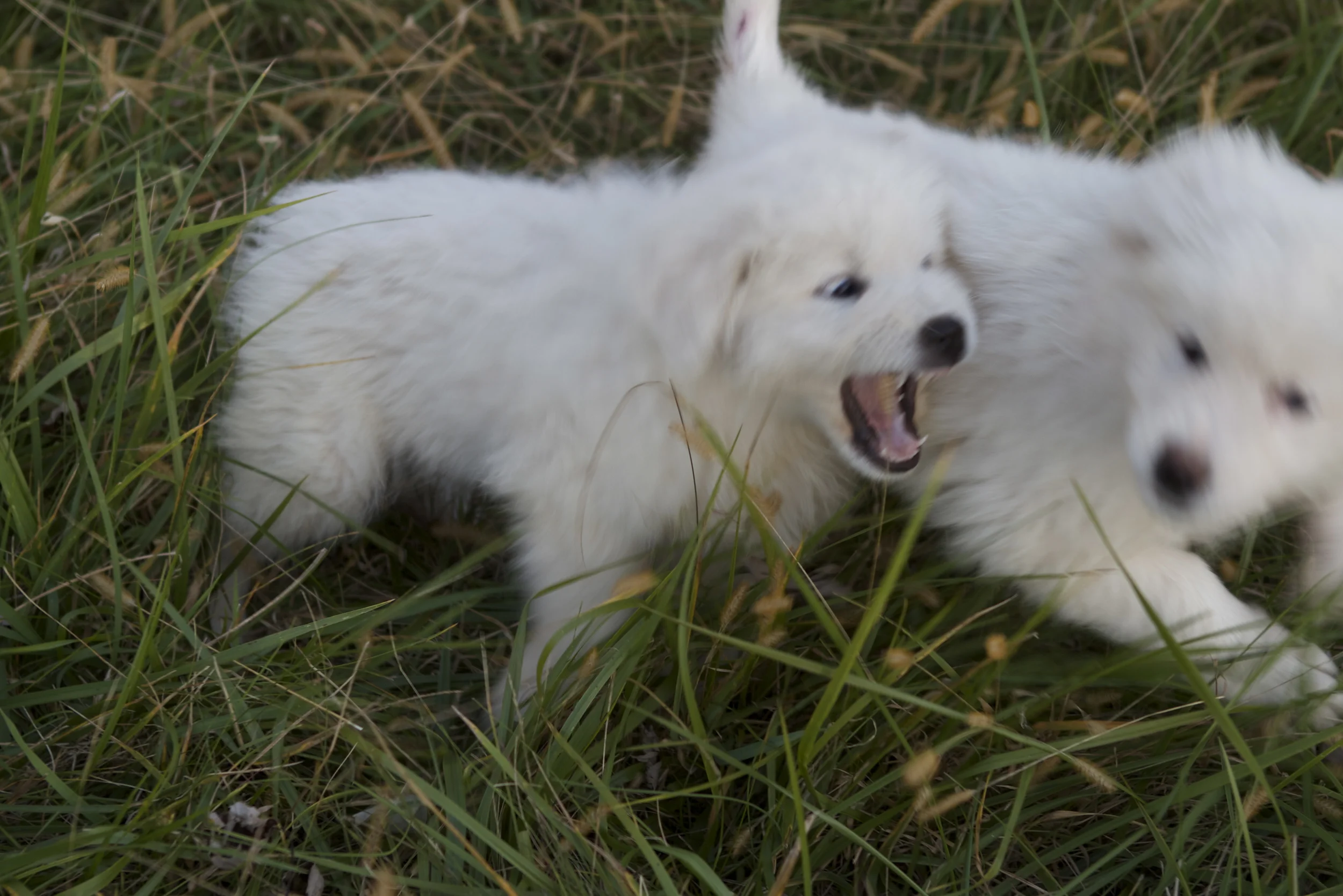 romping 