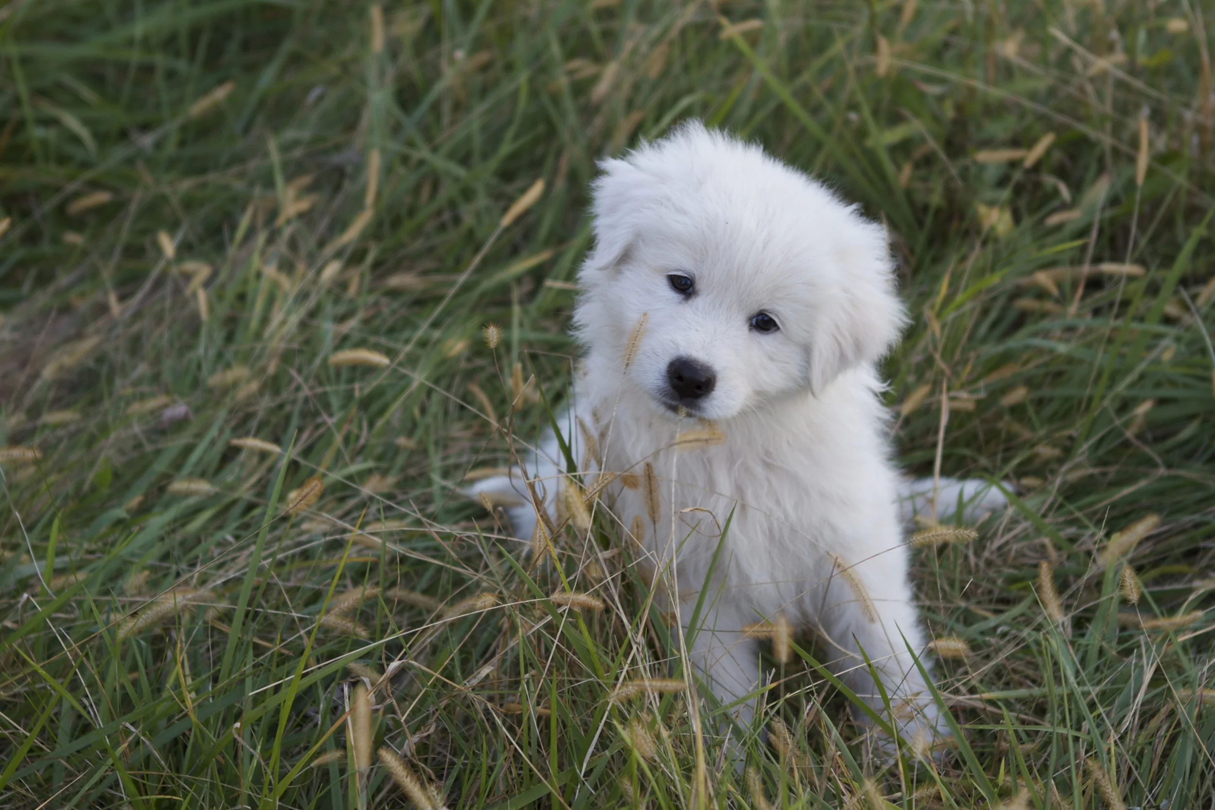 can't handle the head tilt!!