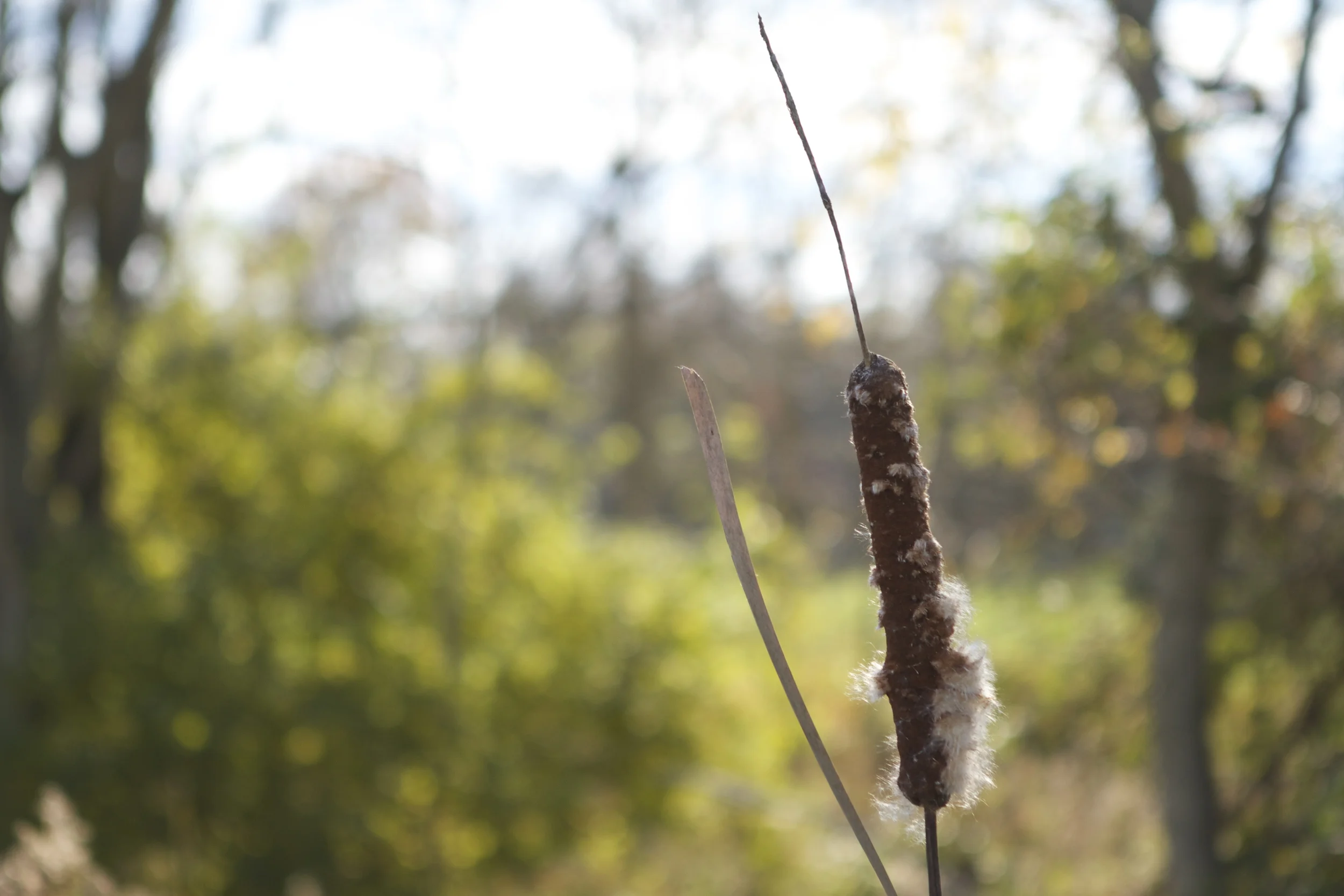 Cat tails galore!
