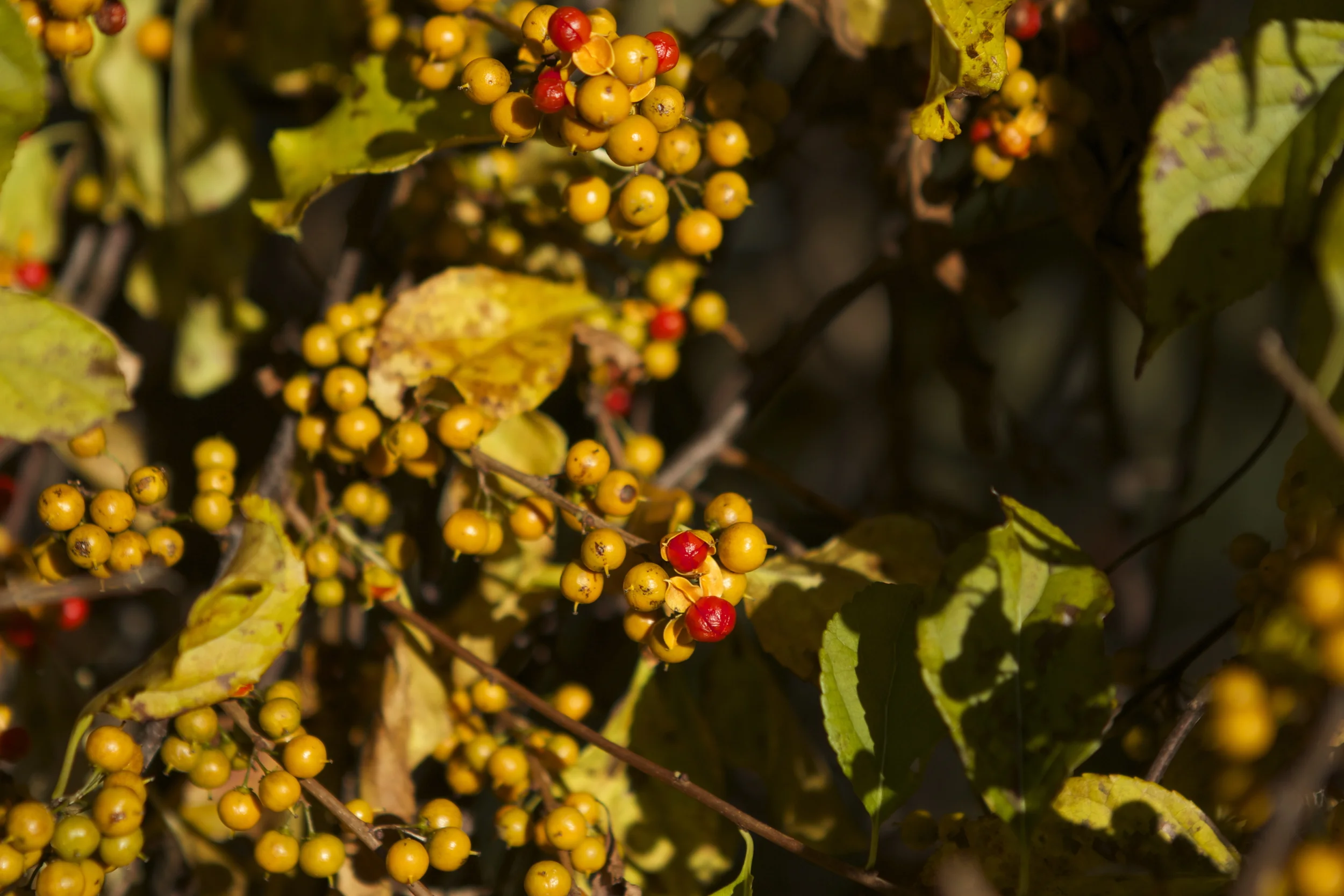 More to forage!