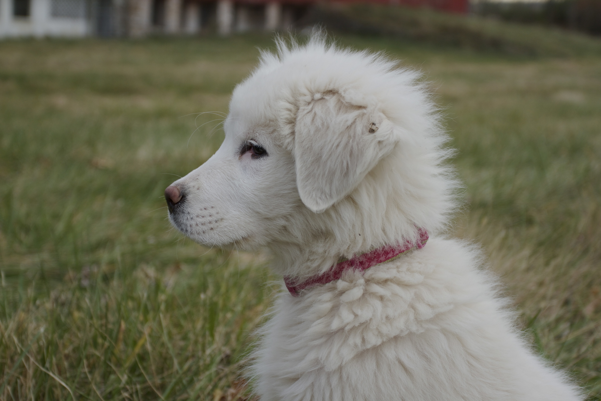 Belle -- She is a smart, intense, protective pup who is always one step ahead of us