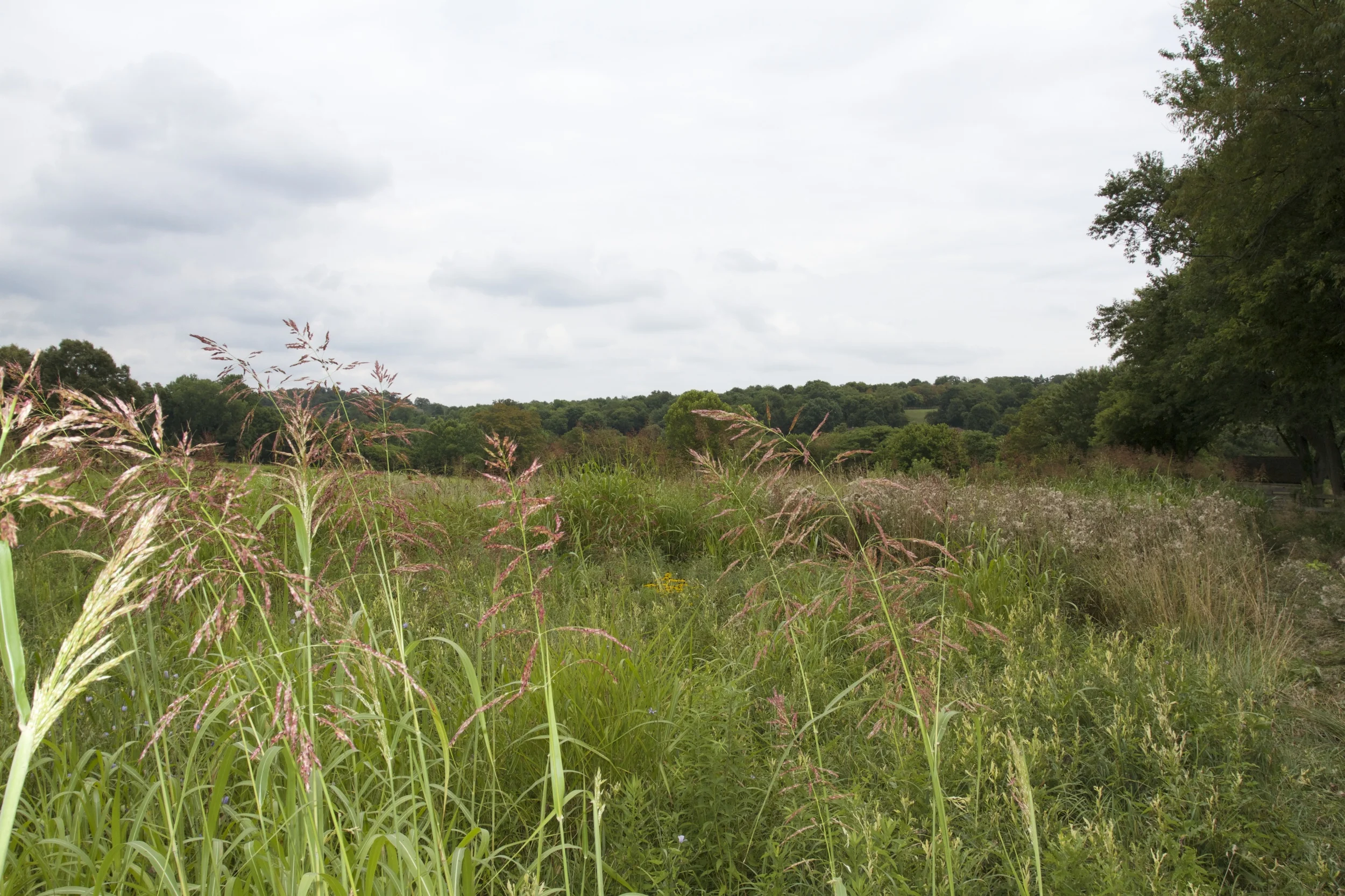overgrown with Johnson Grass taller than me!