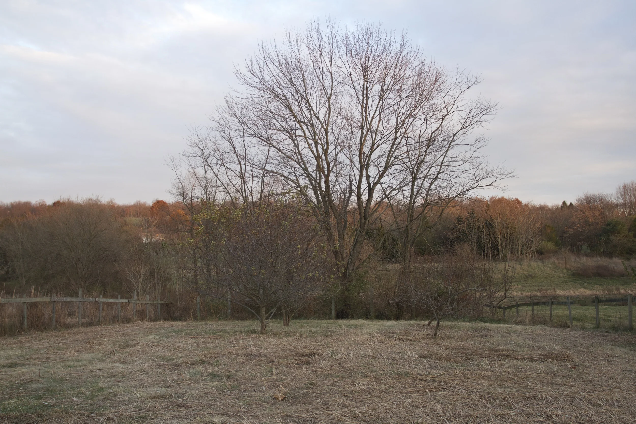 The "Orchard" - 4 trees remain and they are so thankful for having some room to breathe! We are excited to see if we can get them to produce anything in the next couple of years!